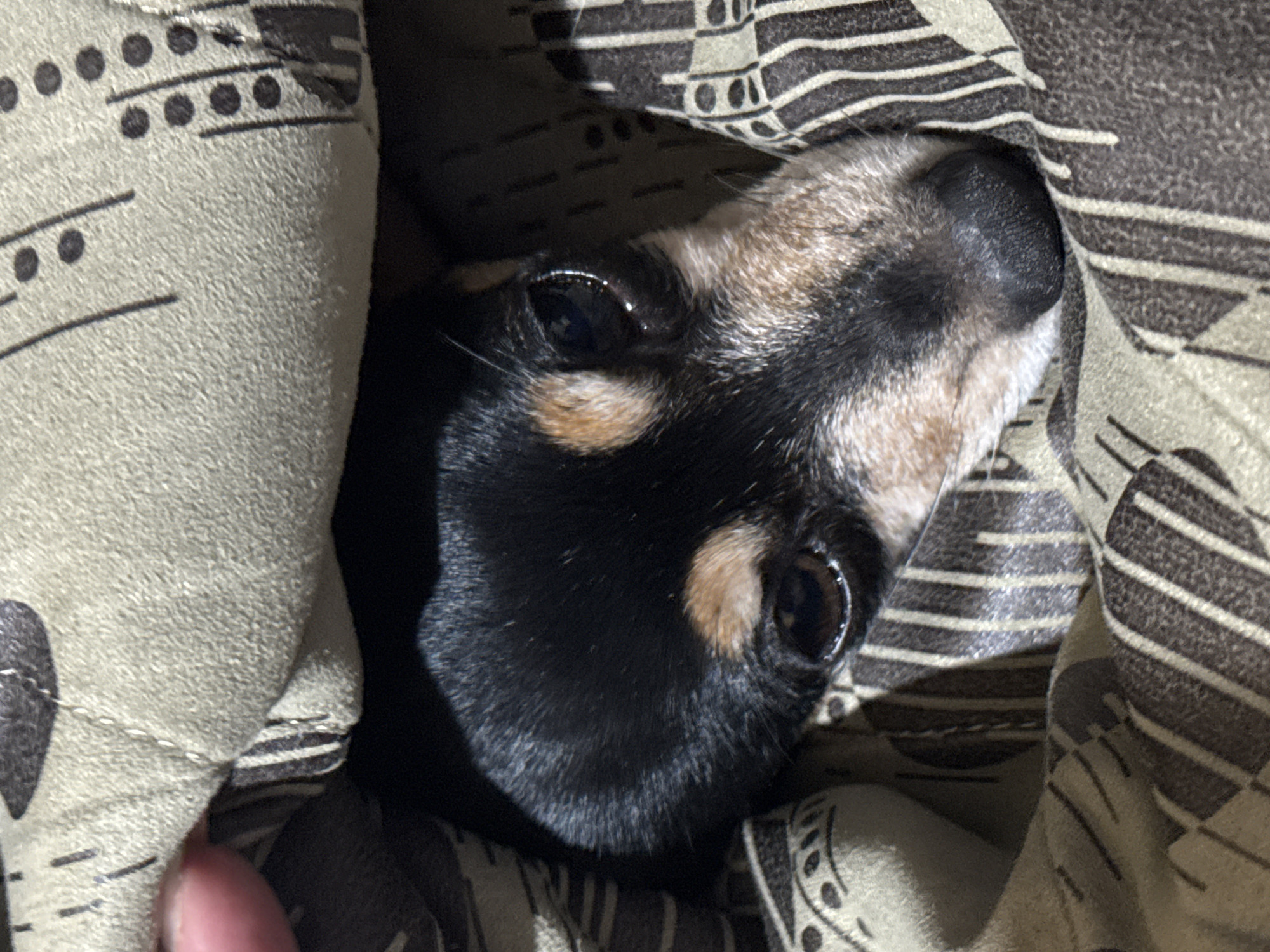 A close-up shot shows the head of a small, black and tan dog peeking out from under a patterned blanket. The dog's eyes are dark and appear to be looking towards the camera. The blanket has a repeating pattern of brown stripes and circular shapes on a lighter background. A human finger is visible on the left side of the image, near the edge of the blanket. The lighting suggests an indoor setting, possibly a bed or sofa. The location in Sofia, Bulgaria cannot be determined from the provided image.