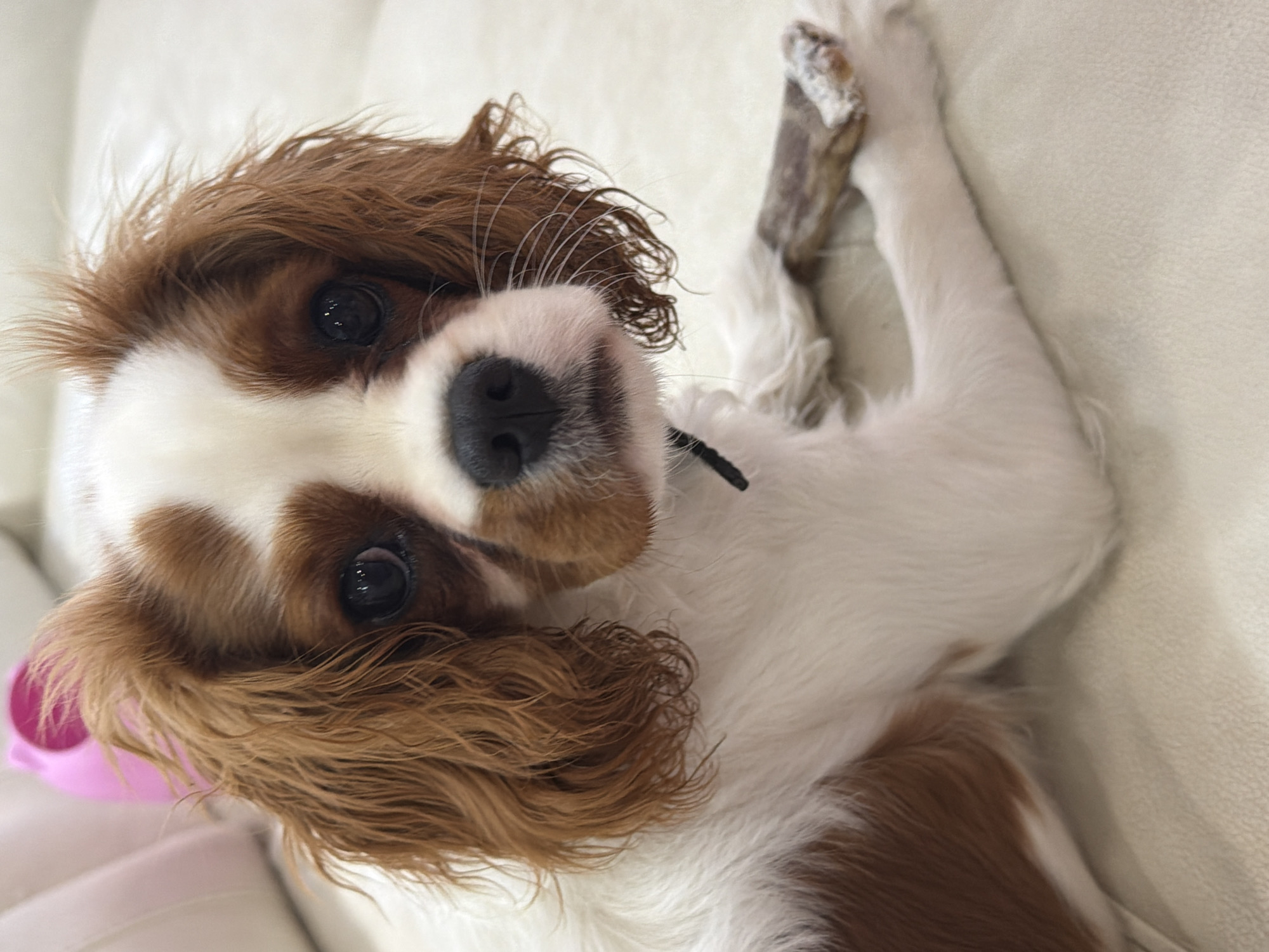 The image shows a close-up, upside-down view of a Cavalier King Charles Spaniel puppy lying on a light-colored, textured surface, likely a couch or bed. The puppy has large, dark eyes, a black nose, and reddish-brown and white fur. Its ears are long and floppy, with wavy, reddish-brown hair. A small, pink object, possibly a toy, is visible near its chin. The puppy is looking directly at the camera with an alert and curious expression. In the upper right of the image, a portion of the puppy's hind leg is visible, along with what appears to be a piece of a bone or chew toy. The lighting is soft and even, suggesting an indoor setting, possibly during the daytime. There is no visible text in the image.