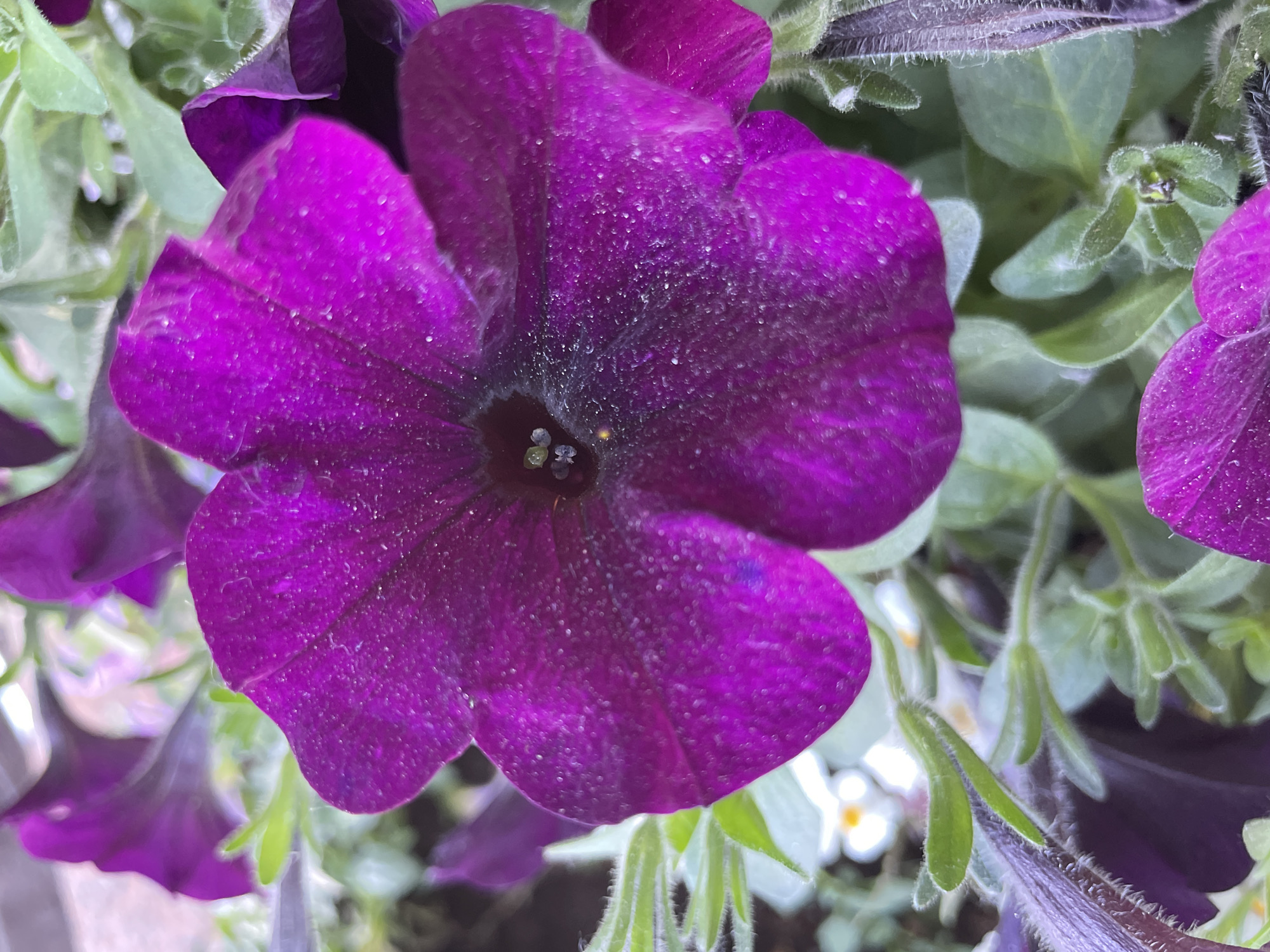 This is a close-up, overhead shot of several vibrant purple petunia flowers and their green, fuzzy leaves. The petunias, likely in bloom during a warmer season, are the primary subjects. Their velvety petals are dusted with tiny particles, possibly pollen or fine debris, which catch the light and add a subtle sparkle. The center of the main flower, in sharp focus, reveals four small, pale green stamen. Surrounding the large, prominent bloom are other petunia petals and lush green foliage, some of which is slightly out of focus, creating depth. In the background, hints of smaller white flowers with yellow centers can be seen, adding a touch of contrast. The lighting suggests it is daytime, with natural light illuminating the scene. The image appears to be taken outdoors, likely in a garden or a planter. There are no people, visible text, or specific time of day or weather cues, beyond the implication of daylight and good growing conditions. The overall impression is one of natural beauty and delicate floral detail.