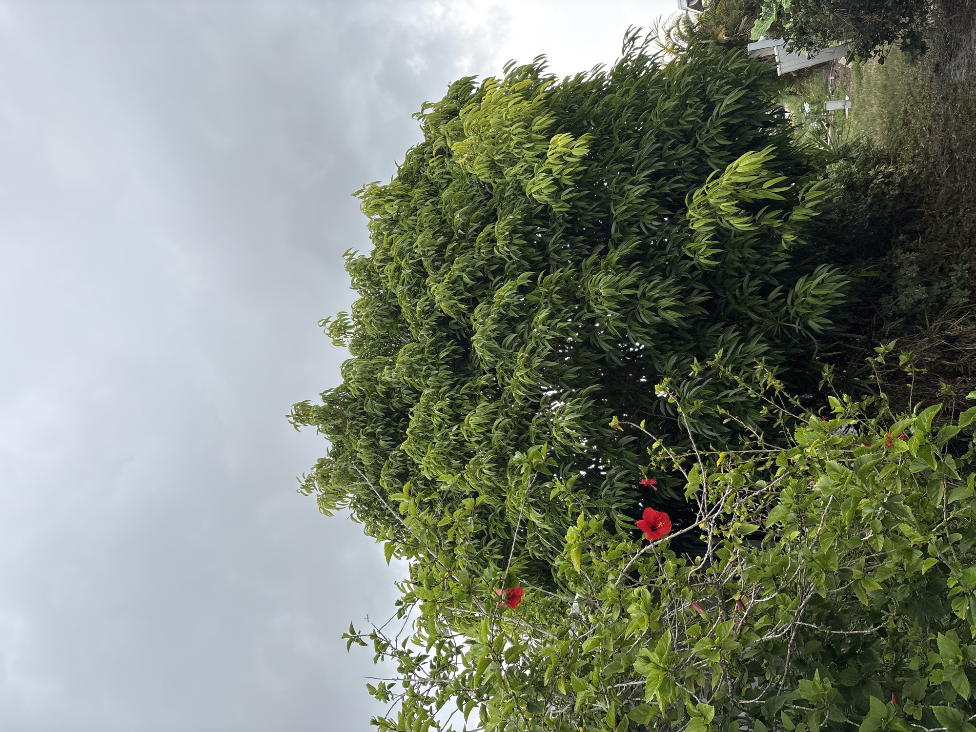 In the city of South Bradenton, United States of America, an outdoor shot captures a view of lush green trees under a cloudy sky. A large, dense tree with vibrant green leaves dominates the center of the frame, its canopy reaching towards the overcast sky. To the left, a bush with smaller leaves is adorned with two bright red hibiscus flowers, one slightly blurred in the background and another in sharp focus in the foreground. The branches of this bush are bare and dark, creating a contrast with the foliage. The ground beneath the trees is covered in grass and appears somewhat damp. In the background, the faint outlines of structures and other vegetation suggest a residential or semi-rural setting. The overall atmosphere is subdued due to the cloudy weather, emphasizing the natural elements of the scene.