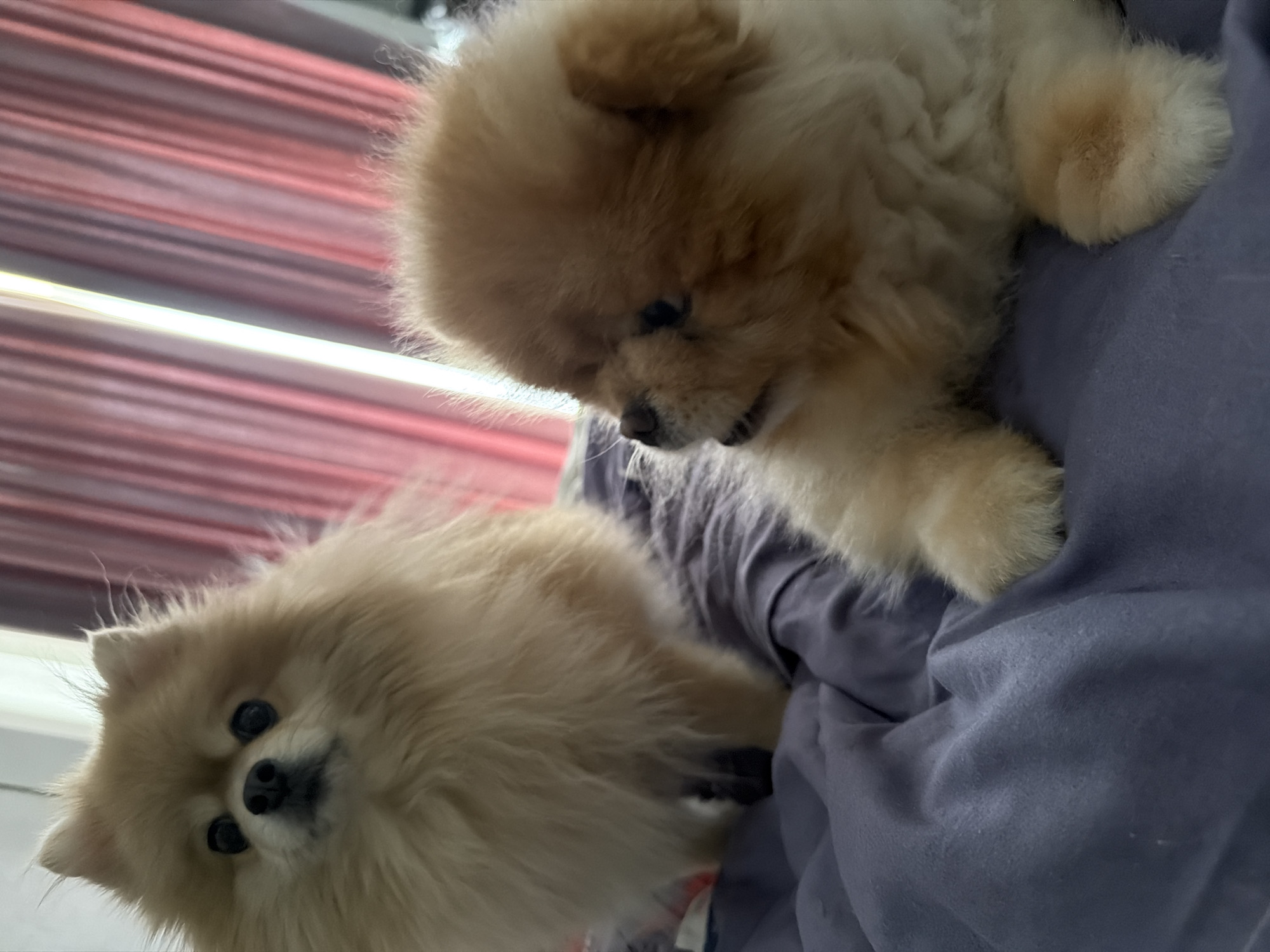Two Pomeranian dogs are lying on a purple blanket. The dog in the foreground is lying on its side, facing right, with its head turned to the left. The dog in the background is sitting up and facing left, with its head tilted slightly upwards. The background shows a blurred image of pink curtains. The scene appears to be indoors, likely in a residential setting. There are no people or other animals visible. The image does not contain any information that would allow for the identification of its location in Tbilisi, Georgia.