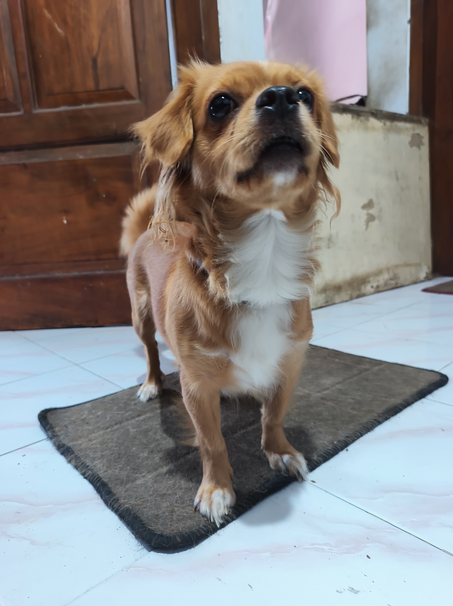 A medium-shot, low-angle, indoor photograph shows a light brown dog with white markings on its chest and paws, standing on a dark grey doormat. The dog is facing slightly upwards and to the right, with its mouth open and tongue slightly visible. Its ears are long and floppy, and its tail is curled over its back. The dog's fur appears to be medium length and slightly wavy. The doormat is rectangular with a black trim and rests on a tiled floor that is predominantly white with pinkish-red veining. In the background, a wooden door with vertical panels is visible on the left, and a light-colored wall with some dirt or stains is present on the right. The overall lighting suggests an indoor environment, possibly a home or a commercial space. The image is sharp and in focus on the dog. The scene is devoid of any people. There is no indication of the specific location within Jember, Indonesia, beyond it being an indoor setting.