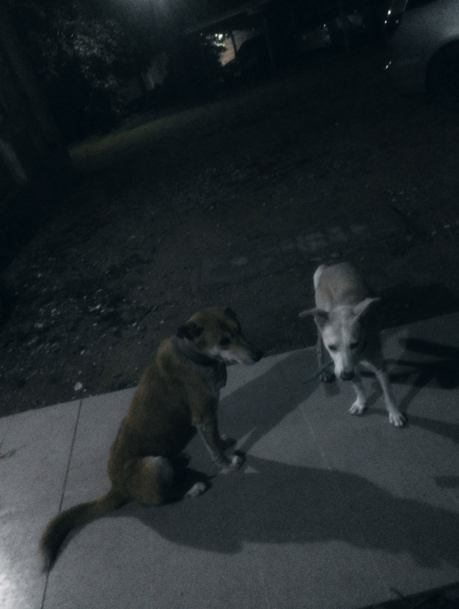 In the dimly lit environment of Jos, Nigeria, two dogs are captured on a paved surface, likely a sidewalk or driveway. The dog on the left is a medium-sized, short-haired canine with a predominantly brown coat and a collar. It is in a seated position, facing towards the right of the frame. To its right, another dog, lighter in color and possibly a lighter shade of brown or white, stands with its head tilted down and ears alert, facing the left. The ground beneath them is uneven and dark, with scattered debris. In the background, the scene fades into darkness, with faint outlines of foliage and what appears to be a vehicle. The overall atmosphere is nocturnal and somewhat grainy due to the low light conditions.