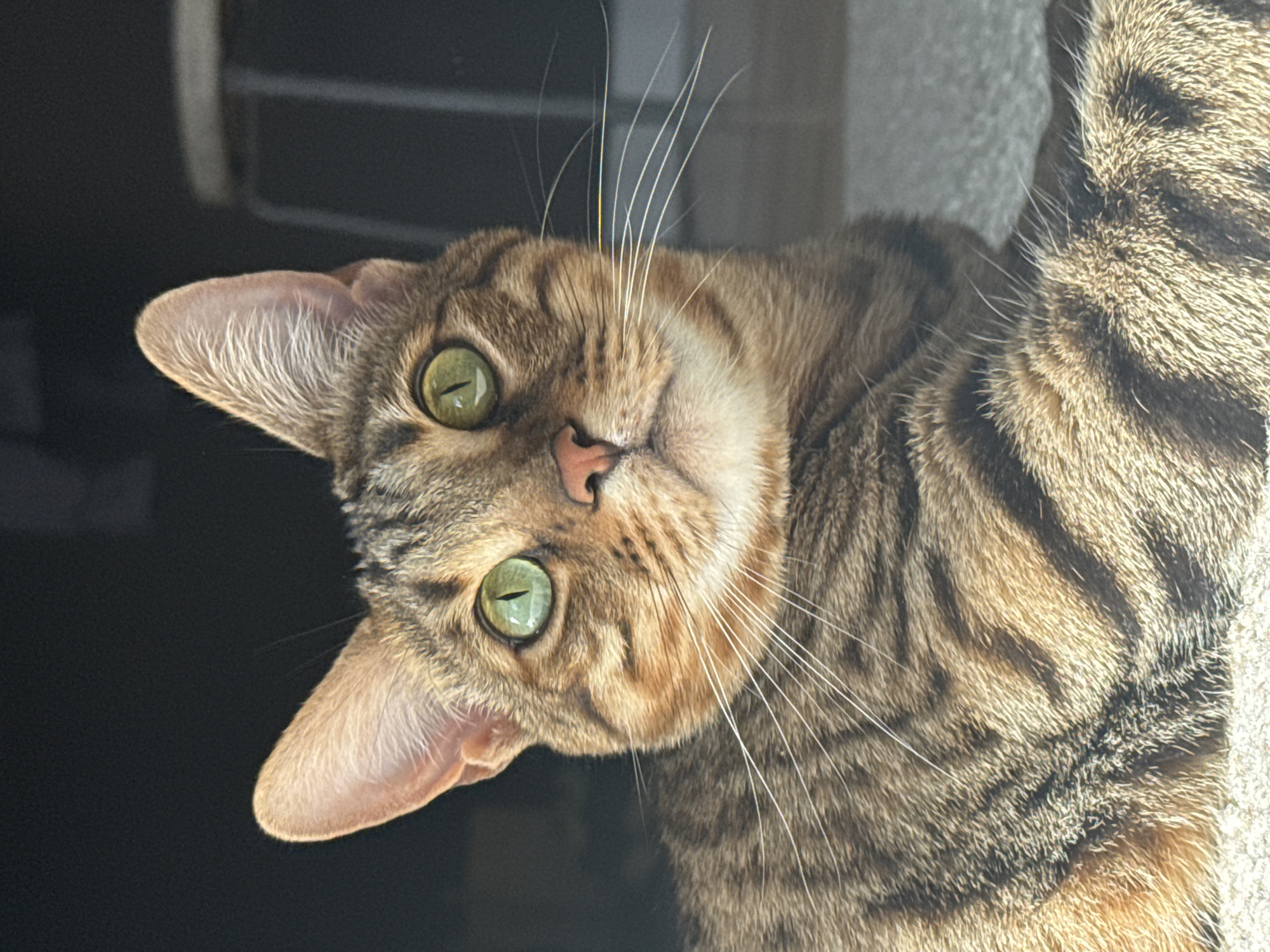 A close-up, slightly angled shot shows a brown tabby cat with green eyes. The cat is looking directly at the viewer, and its face is tilted slightly to the right. The background is blurred and out of focus, with a dark area on the left and a lighter area on the right. The cat's fur is patterned with dark stripes and patches, and its whiskers are long and white. The image does not reveal a discernible location. Therefore, I cannot confirm its location in Votkinsk, Russia.
