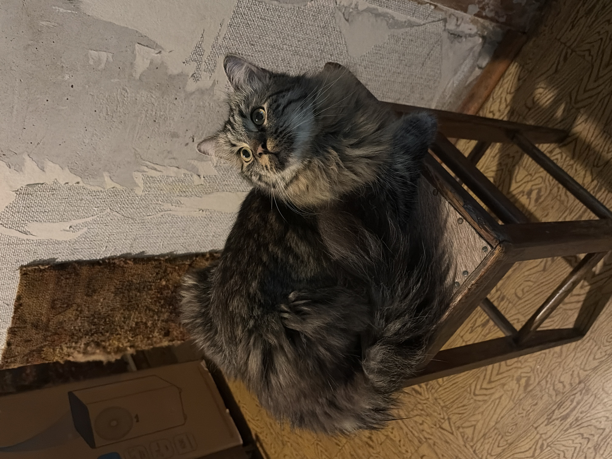The media file shows a long-haired, grey tabby cat sitting on a wooden chair. The cat is looking up at the camera with wide, curious eyes. Its fur is thick and fluffy, with darker stripes and lighter grey undertones. The cat's tail is curled around its body.
The setting appears to be indoors, possibly in a room undergoing renovation or with a rustic aesthetic. The background includes a textured wall with peeling wallpaper or plaster, a brown rug, and a wooden floor with a distinct wood grain pattern. There's also a cardboard box visible in the lower left corner, with a line drawing of a device on it.
The lighting suggests it could be daytime, but the indoor setting makes it difficult to determine the exact time of day. The overall mood is casual and domestic, with the cat as the clear focal point of the image. There is no visible text beyond what might be on the cardboard box, which is not clearly legible. The location context is Lyubertsy, Russia.