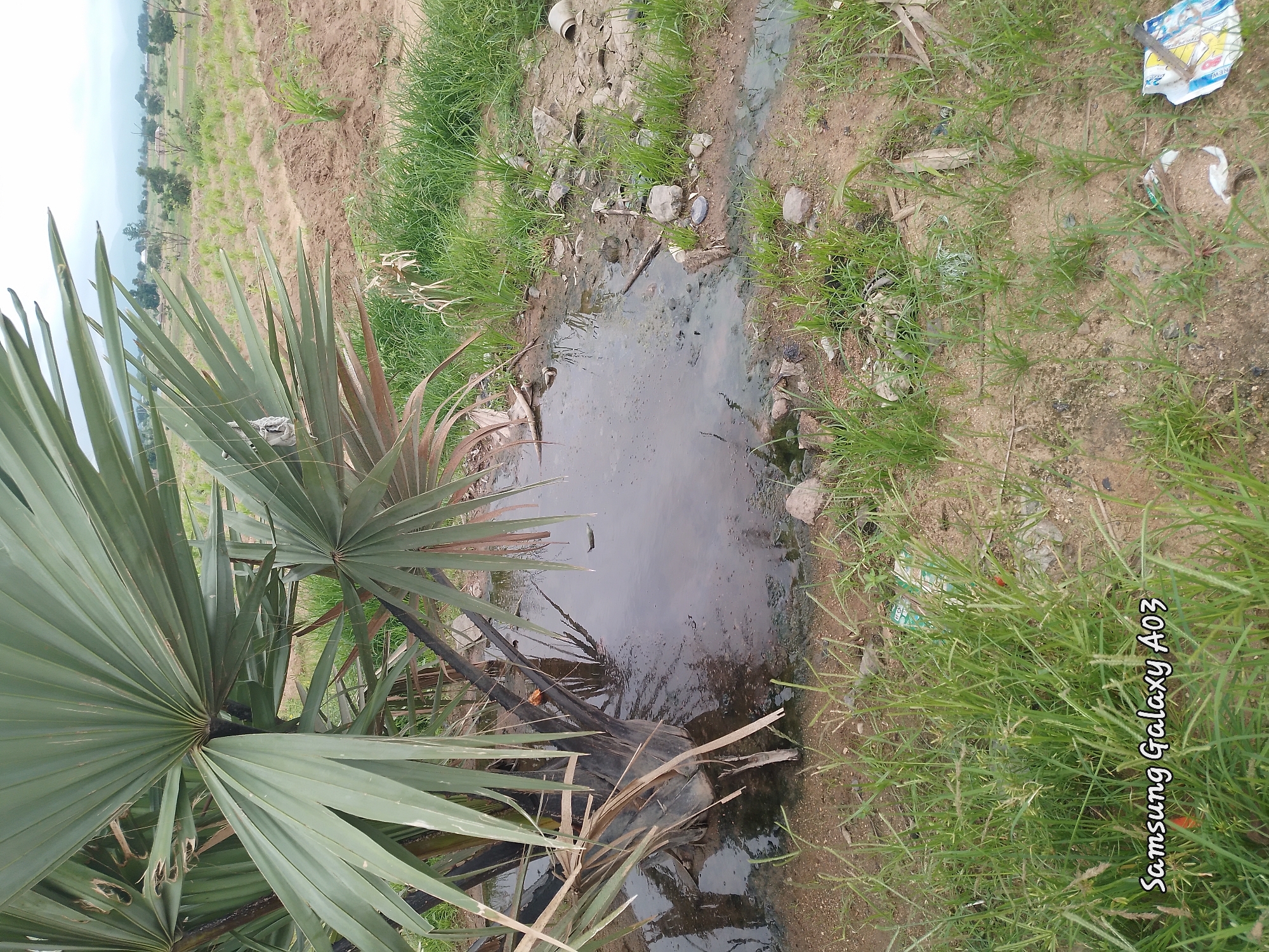 This is a medium-shot, eye-level, outdoor, daylight, slightly overcast image of a muddy puddle with a palm tree growing next to it. The puddle is in the foreground, and the palm tree is to the left. The water is murky and stagnant, with debris floating on the surface. The ground around the puddle is muddy and uneven, with some rocks and grass. The palm tree has large, fan-shaped leaves that are green and brown. In the background, there is a rural landscape with houses and trees. The location is Angwan Hausawa, Nigeria.