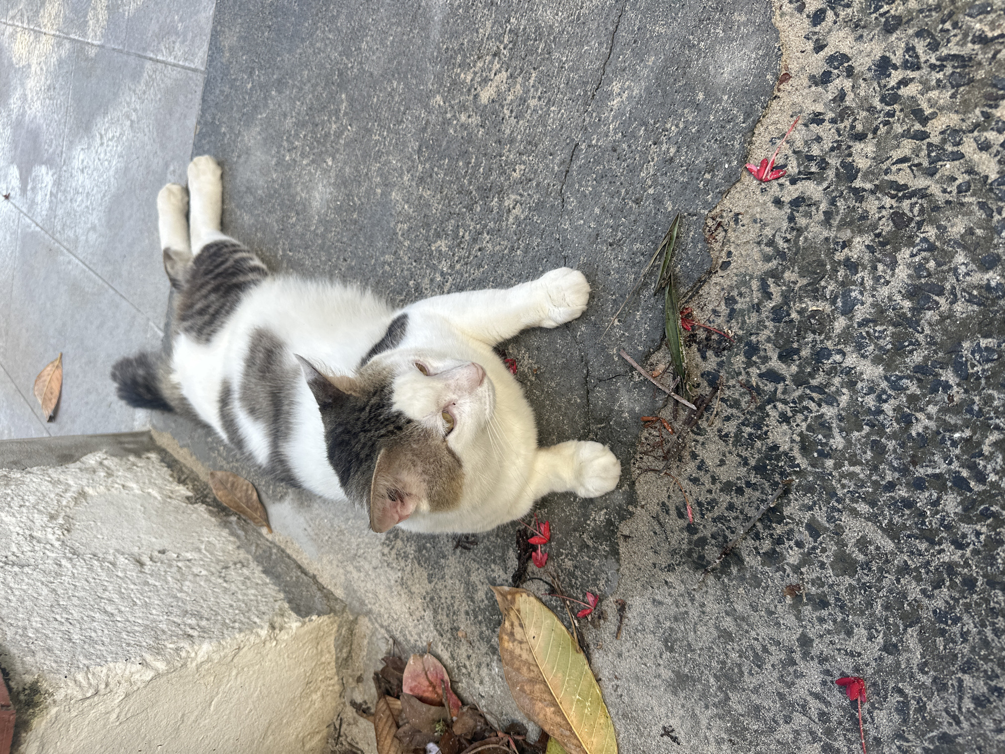 A white and gray tabby cat lies on a gray concrete surface. The cat is mostly white with gray patches on its back, tail, and head. Its paws are extended. The cat is looking upwards towards the camera. The concrete surface is cracked and uneven, with small red flowers and leaves scattered around the cat. The location is Le Gosier, France.