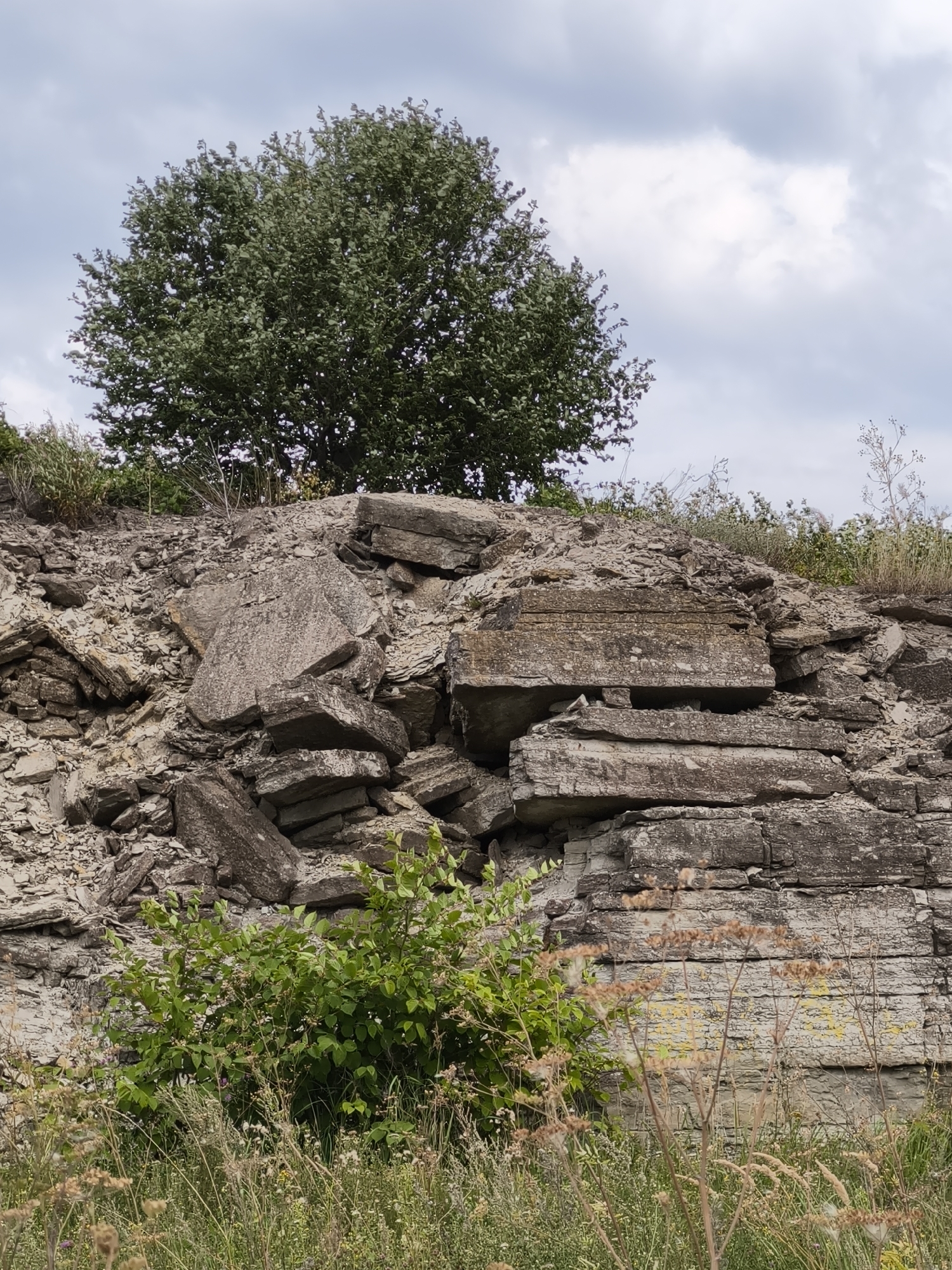 This is an outdoor, eye-level, medium shot of a rocky hillside with a single tree on top, under a cloudy sky. The hill is composed of layered sedimentary rock, with large, broken slabs of stone in the foreground and smaller, broken pieces of rock and gravel above. A lush green bush grows at the base of the hill, with dry grass and wildflowers in front of it. In the distance, a mature deciduous tree with a full canopy of green leaves stands on the crest of the hill. The sky is filled with a mix of gray and white clouds. The scene is static and there are no people or animals present. This is a view of the Paljassaare Quarry in Tallinn, Estonia, a former limestone quarry now a protected nature area.