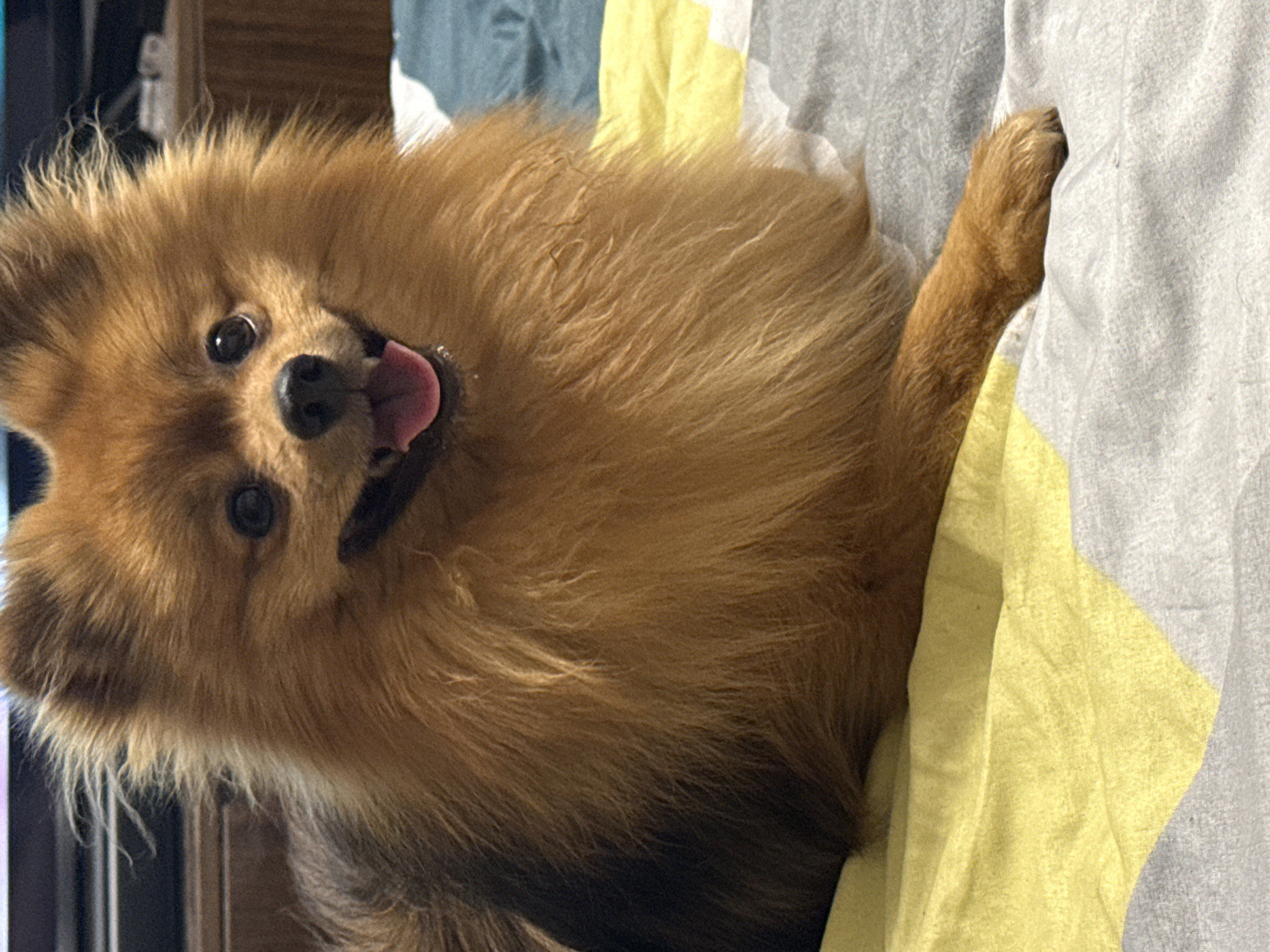 A medium shot shows a fluffy brown and black Pomeranian dog with its tongue hanging out, laying on a bed. The dog is positioned at an angle, with its head facing toward the viewer and one paw extended toward the upper right corner. The bed has a light gray and yellow patterned sheet or blanket. A dark wood surface is visible in the background. The location is not discernible from the image.