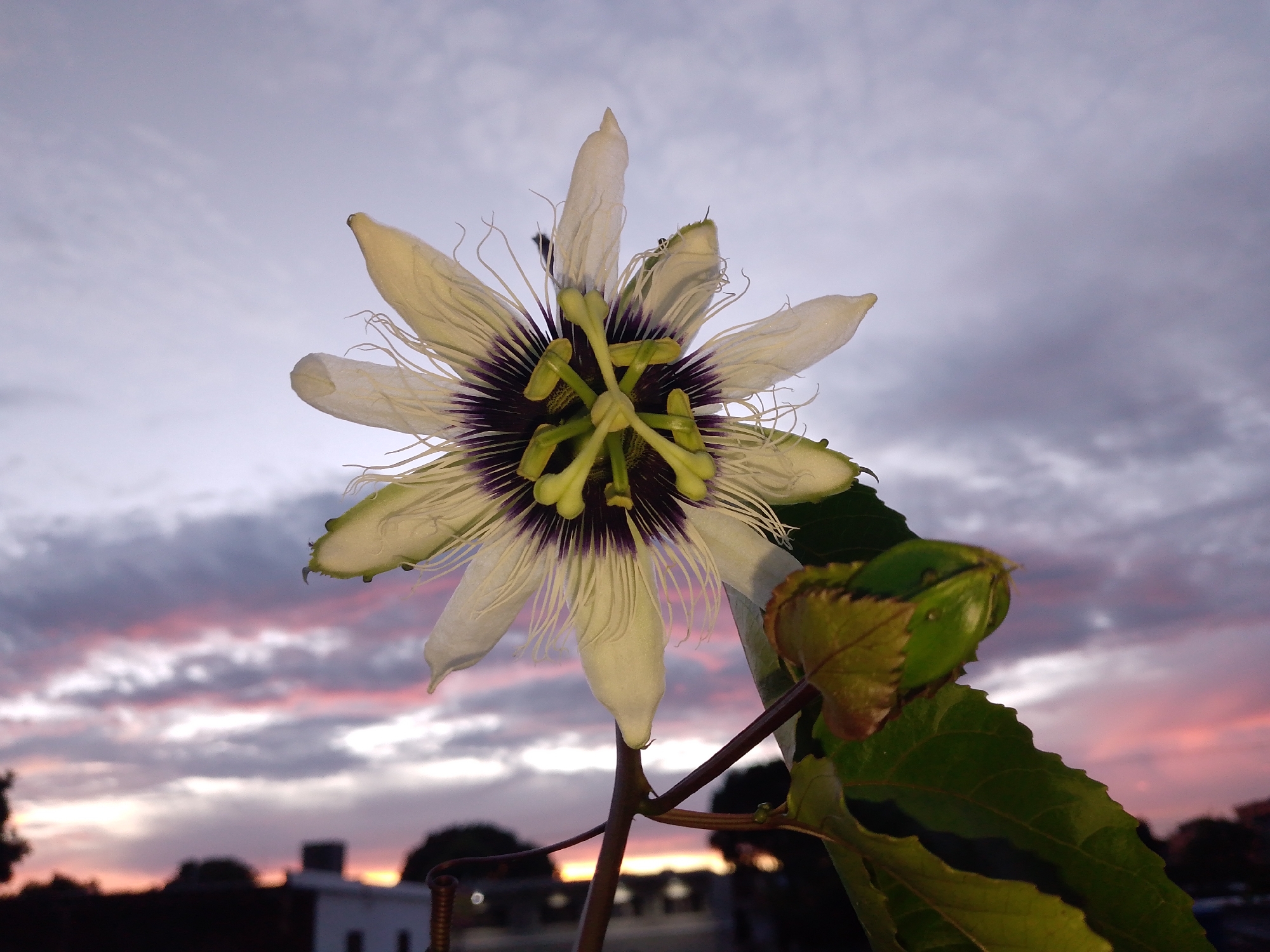 The image shows a close-up of a passion flower against a cloudy sky at dusk. The flower is white and purple, with delicate filaments. The sky is a mix of purple and pink, with dark clouds scattered across it. In the background, silhouetted trees and buildings suggest an urban or suburban setting. The overall impression is one of natural beauty at the end of the day. The location in Tinaquillo, Venezuela, is not evident from the image itself, but the presence of buildings and trees suggests a populated area.