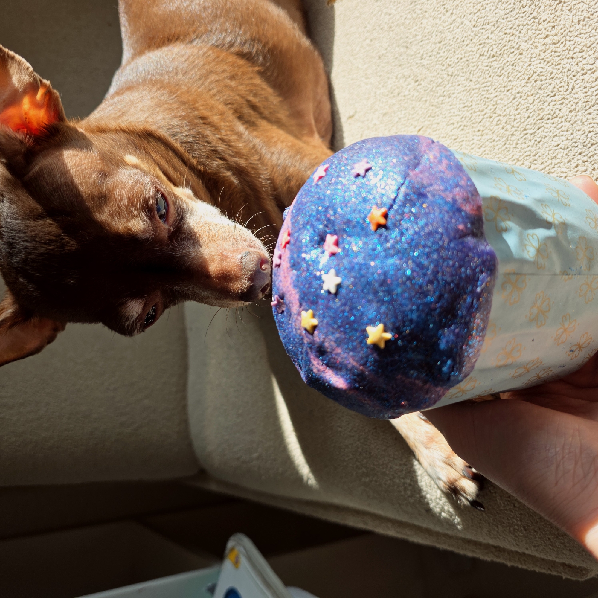 A brown dachshund is lying on a light-colored sofa and sniffing a blue and purple sparkly object decorated with star shapes of various colors. The object appears to be inside a light blue paper wrapper with a gold clover pattern. The dachshund is positioned on its side with its head near the sparkly object, its nose almost touching it. The image is taken in a sunny environment with sharp shadows cast on the sofa. The location appears to be in an indoor space, but the specific city and surrounding environment cannot be determined from the image.