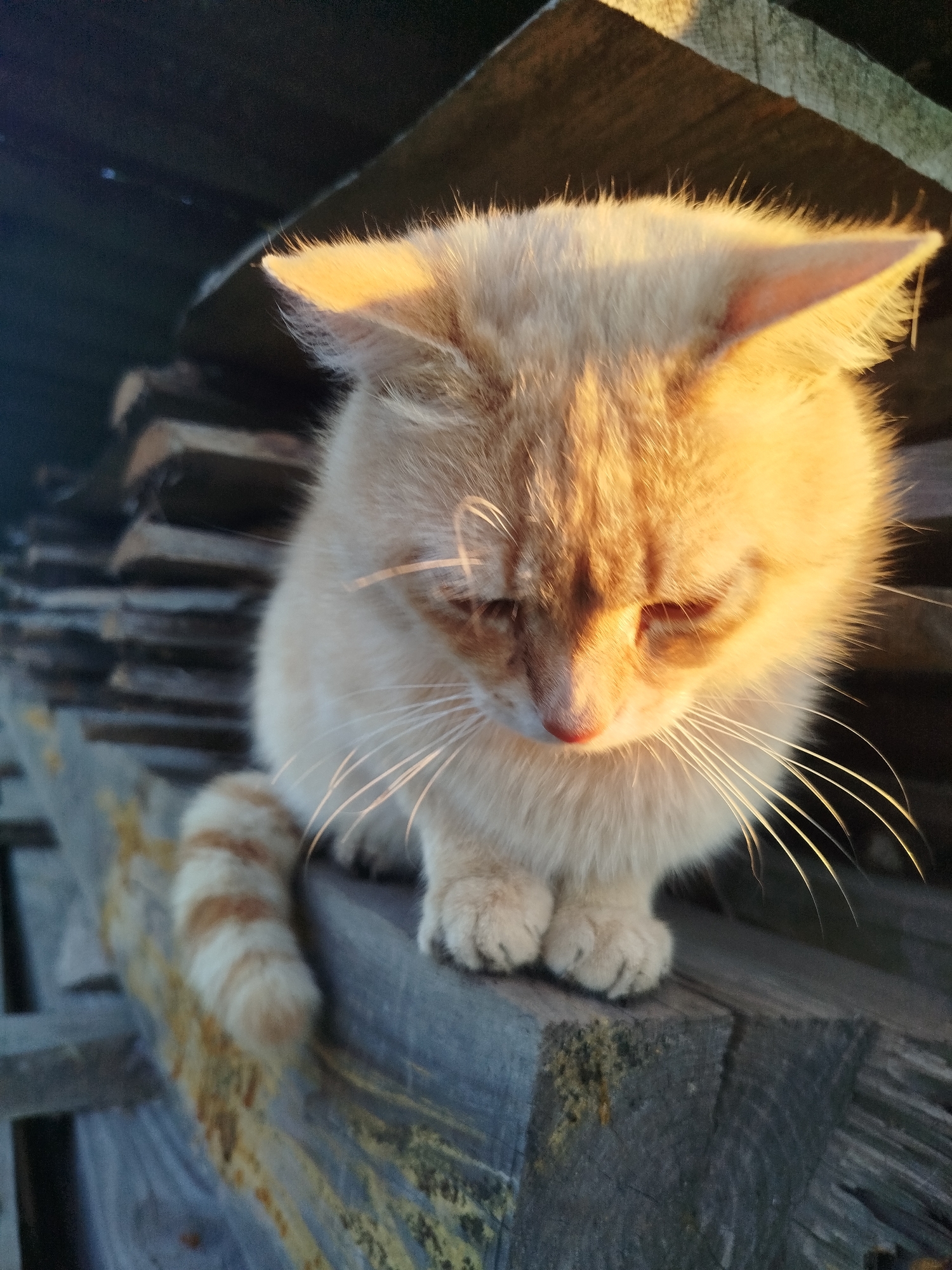 A ginger domestic cat is depicted sitting on stacked, weathered wooden planks. The cat's fur is predominantly orange with lighter, cream-colored areas on its face, chest, and paws, and distinct orange stripes on its tail. Its head is lowered, and its eyes are cast downwards. Long, prominent white whiskers extend from its muzzle. The cat's ears are erect and pointed. Strong, warm, golden light, indicative of low sun (sunrise or sunset), illuminates the cat's upper body, head, and ears from behind, creating a bright halo effect on its fur and whiskers. The underside of the cat's face and parts of its body are in shadow. The wooden planks beneath the cat are greyed and show signs of wear and discoloration. The background is dark and out of focus, obscuring further environmental details. The specific location within Ustyvytsia, Ukraine, cannot be determined from visual information present in the image.