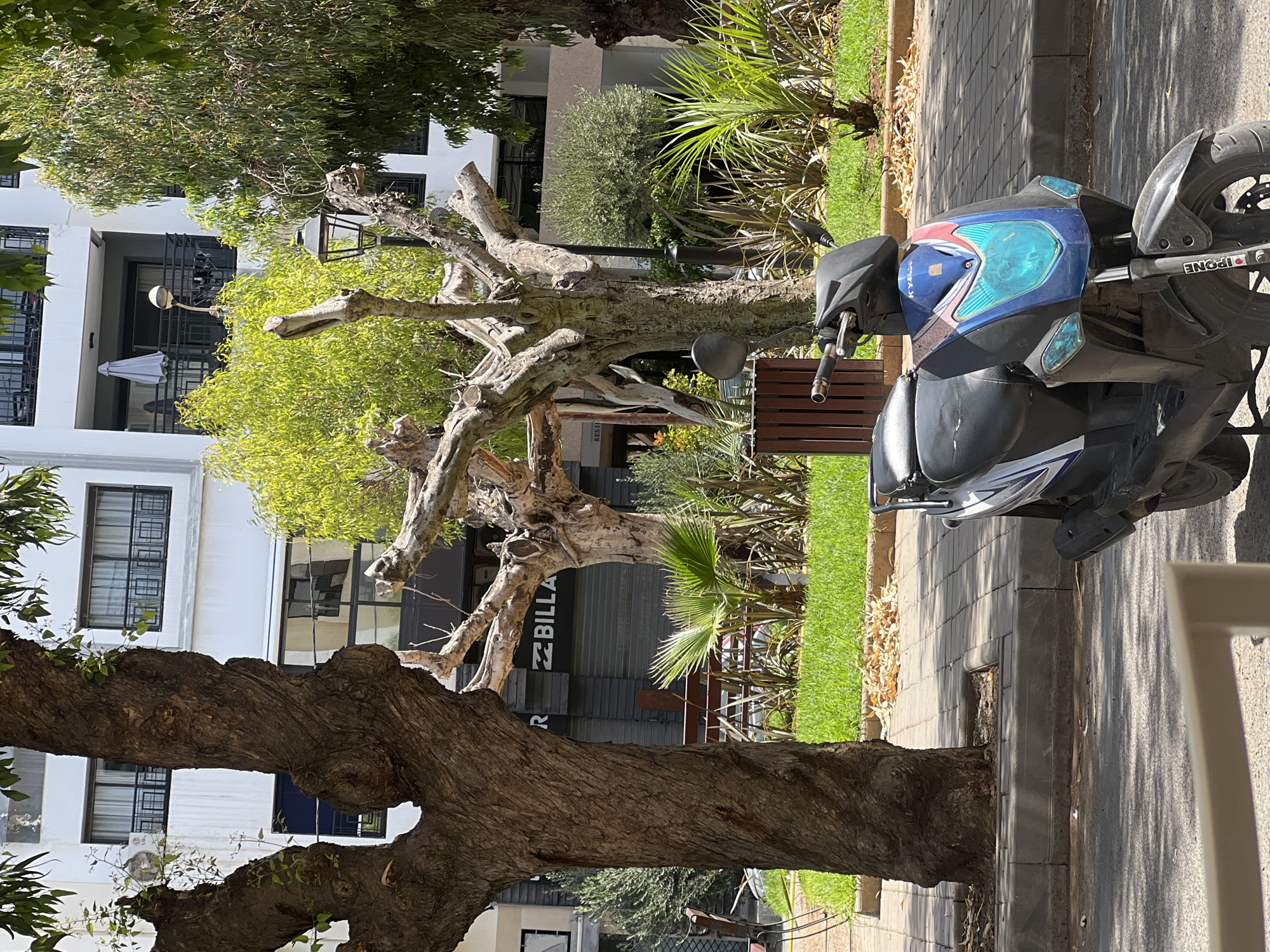 This image depicts a sunny urban street scene in Casablanca, Morocco, devoid of people. In the immediate foreground, the top of a light-colored railing is partially visible at the bottom left. A black and blue Kymco scooter, with white and red accents and an "IPONE" sticker on its front suspension, is prominently parked on a paved street in the lower right, casting a shadow.
Behind the scooter, a wide, light grey paved sidewalk extends across the midground. Adjacent to the sidewalk is a narrow median strip with vibrant green grass, interspersed with several small palm plants, other bushy green foliage, and dried leaves. A dark brown wooden trash receptacle stands within this median, slightly to the left of the image center.
Two large, mature tree trunks dominate the left side of the frame; the closer one on the far left is thick and gnarled, partially obscuring the view. To its right, another similarly robust tree trunk with branches pruned back to stubs shows signs of recent growth with small green leaves. Further into the midground, a dark grey roll-down security shutter of a commercial establishment displays "R BILLA" in white lettering, indicating a "BILLABONG" store. Tables and chairs are partially visible behind the leftmost tree trunk, suggesting an outdoor seating area. An old-fashioned black street lamp with a conical top is positioned between the pruned trees and the white building in the background.
The background features a modern, multi-story white building with several dark-framed windows and balconies. One balcony on the upper right level includes a closed light grey umbrella and what appears to be outdoor furniture. An LG air conditioning unit is mounted on the building's facade above a window on the upper left. To the far right, dense green trees partially obscure the building. The scene is illuminated by strong sunlight, creating distinct shadows on the street and sidewalk, indicative of a clear day. The overall environment suggests a commercial and residential area within the city.