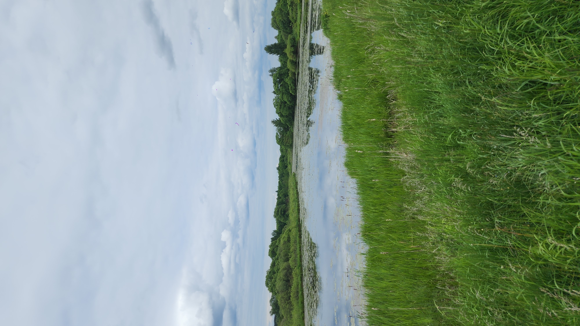 The main image, when viewed in its intended landscape orientation, depicts a serene natural waterscape, likely in Glukhovo, Russia. A calm body of water, possibly a wide river or canal, runs horizontally across the middle of the frame. Its still surface reflects the cloudy sky and the trees on the opposite bank, and is sparsely dotted with aquatic vegetation, resembling lily pads.
On the right side of the image, a wide, lush expanse of tall, vibrant green grass fills the foreground and extends along the bank of the water. The grass appears wild and untamed, with varying shades of green. On the far side of the water, a dense line of deciduous trees forms a dark green, forested horizon, extending into the distance. Above the scene, the sky is predominantly overcast with soft, diffuse white and light grey clouds, indicating a cloudy or partly cloudy daytime.
No people, animals, or specific activities are visible in the image. The time of day appears to be daytime, with soft, ambient light. The overall mood is tranquil and natural. There is no visible text.