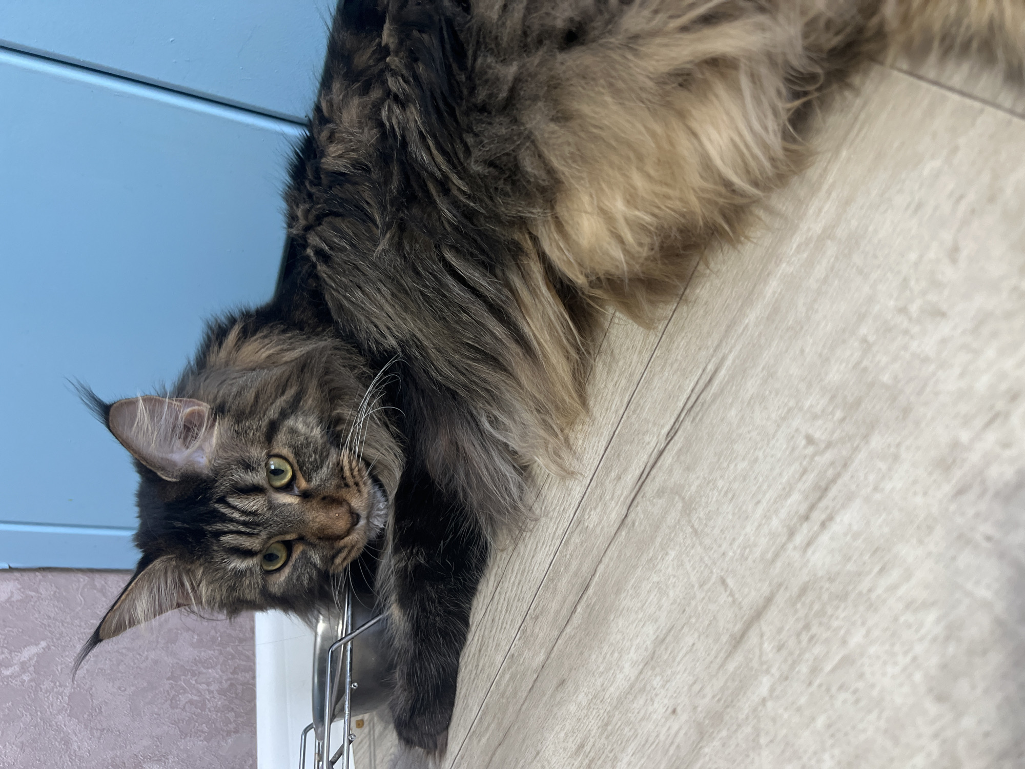 The primary subject is a large, long-haired tabby cat, likely a Maine Coon, lying on its side. Its fur is a mix of brown, black, and tan, with distinct tabby markings on its face and body. The cat has prominent ear tufts and green-yellow eyes.
A light-colored, wood-grain laminate floor is visible in the foreground and to the right. In the background, there's a light blue surface, possibly a wall or cabinet, and another textured, light pinkish-brown surface. A shiny, metallic rack or frame, possibly part of a dish drying rack or a pet bowl stand, is near the cat's head.
The scene appears to be indoors, likely in a home environment. The cat is positioned on the floor, with its body extending into the upper right corner of the frame, and its head turned towards the viewer. The perspective is from above, looking down at the cat.
The cat is resting or lying down and is looking directly at the camera with an attentive and curious expression. It appears to be interacting slightly with or resting near the metallic object. The lighting is bright and even, suggesting an indoor setting with good ambient light. The cat's fur is thick and well-groomed. Its ear tufts are particularly noticeable, characteristic of the breed. There is no visible text.