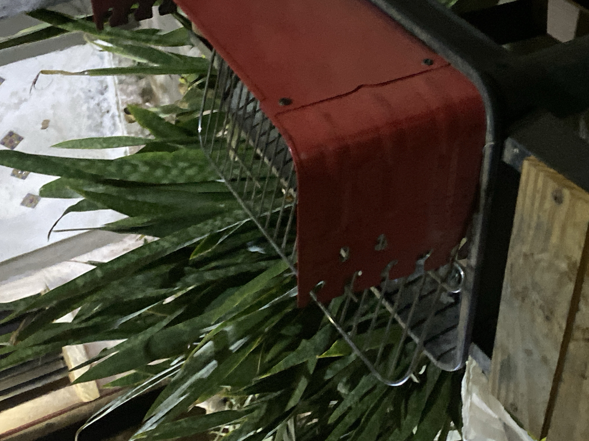 The image depicts a close-up view of a red, metallic structure with a wire grid, possibly a lamp or fixture. It is positioned near a collection of long, green leaves, likely of a plant, and appears to be mounted on a wooden support structure. The background includes indistinct patterns and textures, suggesting an outdoor setting. The location, Juan Griego, Venezuela, is only relevant to the overall context if verified independently, but the image itself does not provide specific evidence of that location.