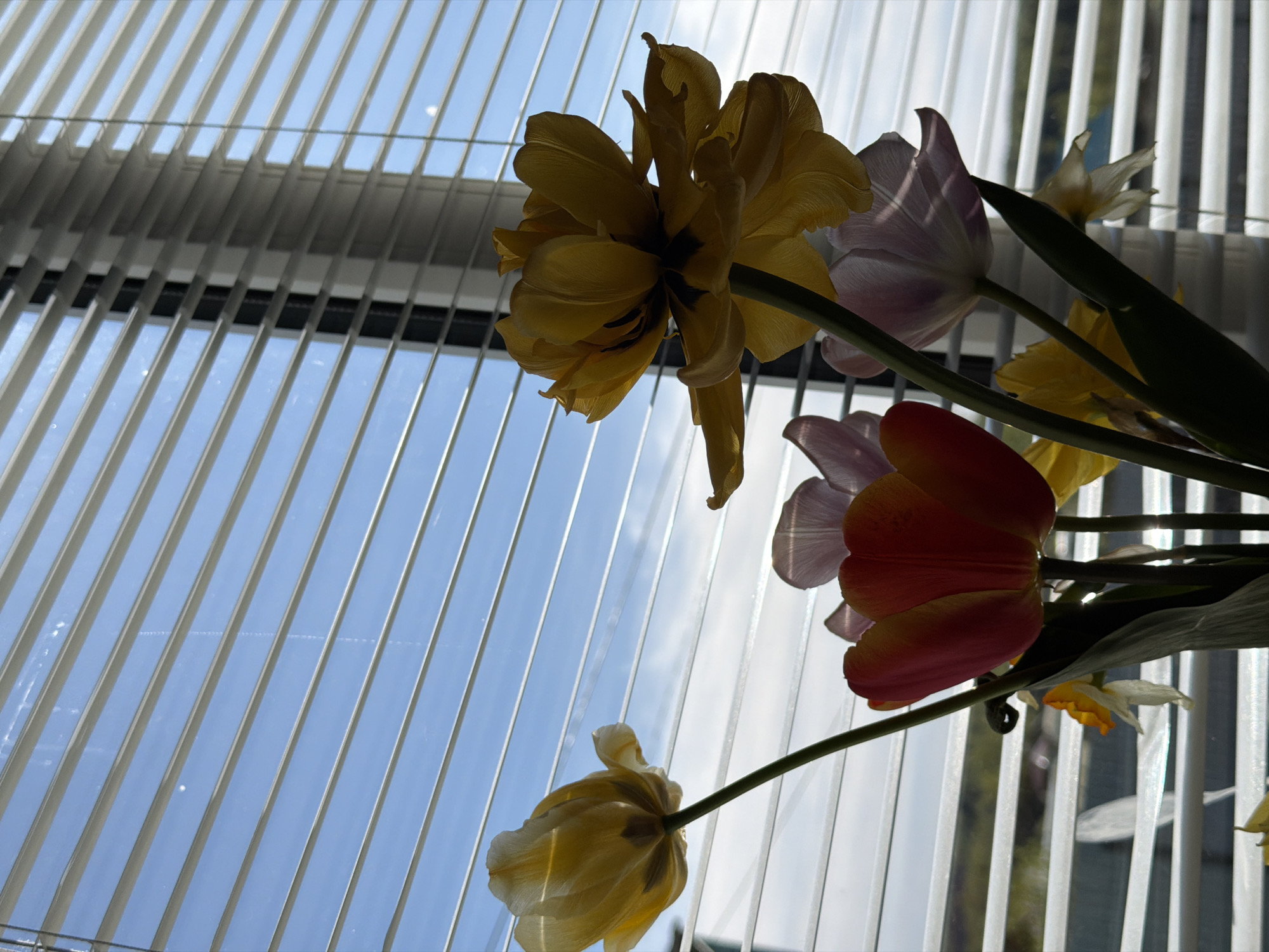 A low-angle shot captures several tulips in bloom, including yellow, pink, and orange varieties, positioned against a background of window blinds revealing a bright, sunny sky. The city of Уральское, Russia cannot be confirmed from the image.