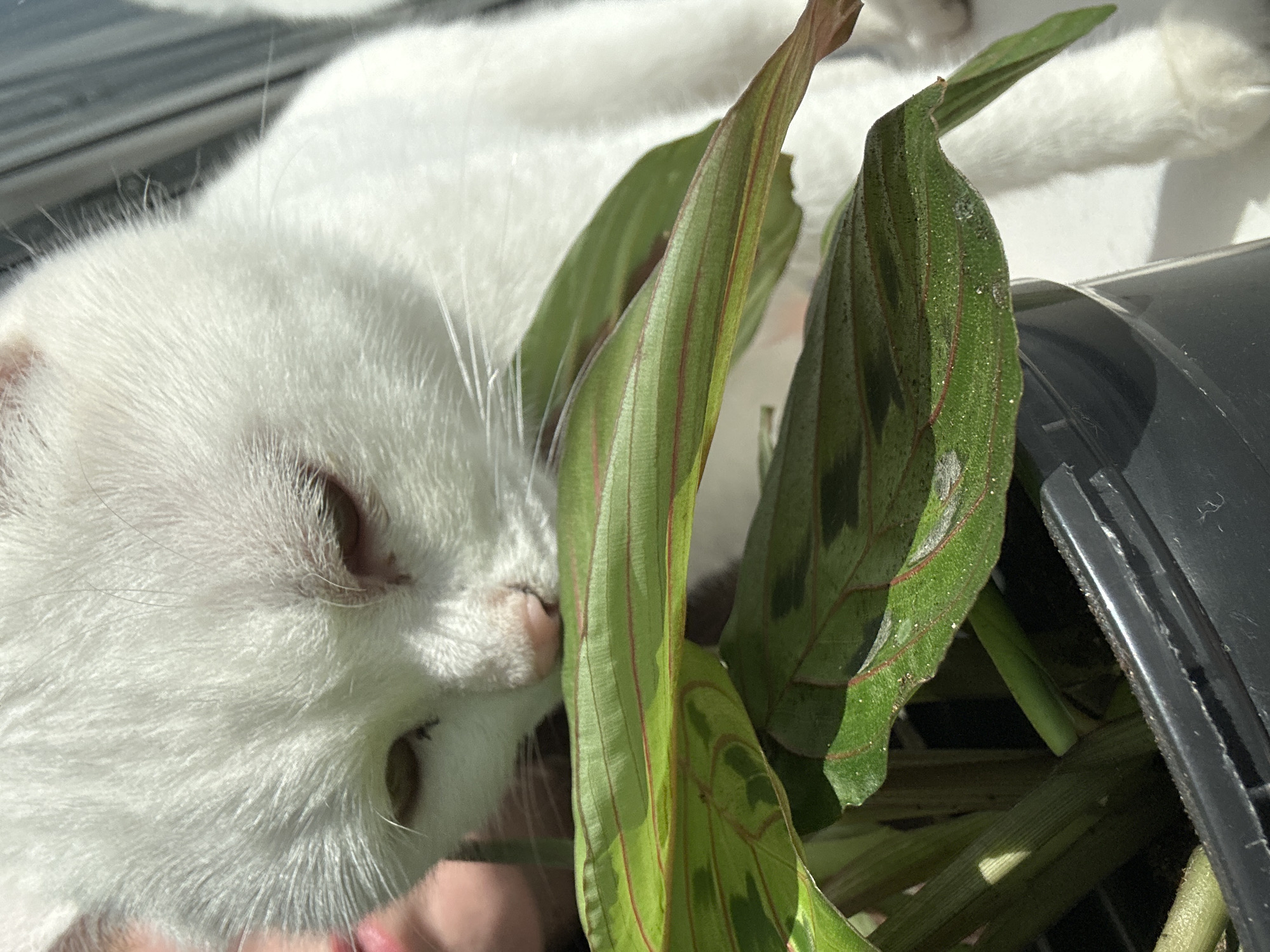 An indoor scene in Chaikovsky, Russia, depicts a white feline (cat) positioned in close proximity to a potted houseplant. The cat, with dense white fur, a pink nose, and visible whiskers, has its head lowered, bringing its snout near the broad, green leaves of the plant. Its right eye, with a dark iris, is visible, and the left eye is partially obscured. A portion of a human hand, exhibiting light skin tone, is visible on the far left of the frame, adjacent to the cat's head. The plant, identifiable by its green leaves with prominent red venation and darker green patterns, is housed in a dark-colored, likely plastic, pot. Several leaves show minor surface particles. The scene is illuminated by strong, likely natural, light, creating distinct highlights on the cat's fur and the plant's foliage. The background is out of focus, appearing as a bright, indistinct surface.