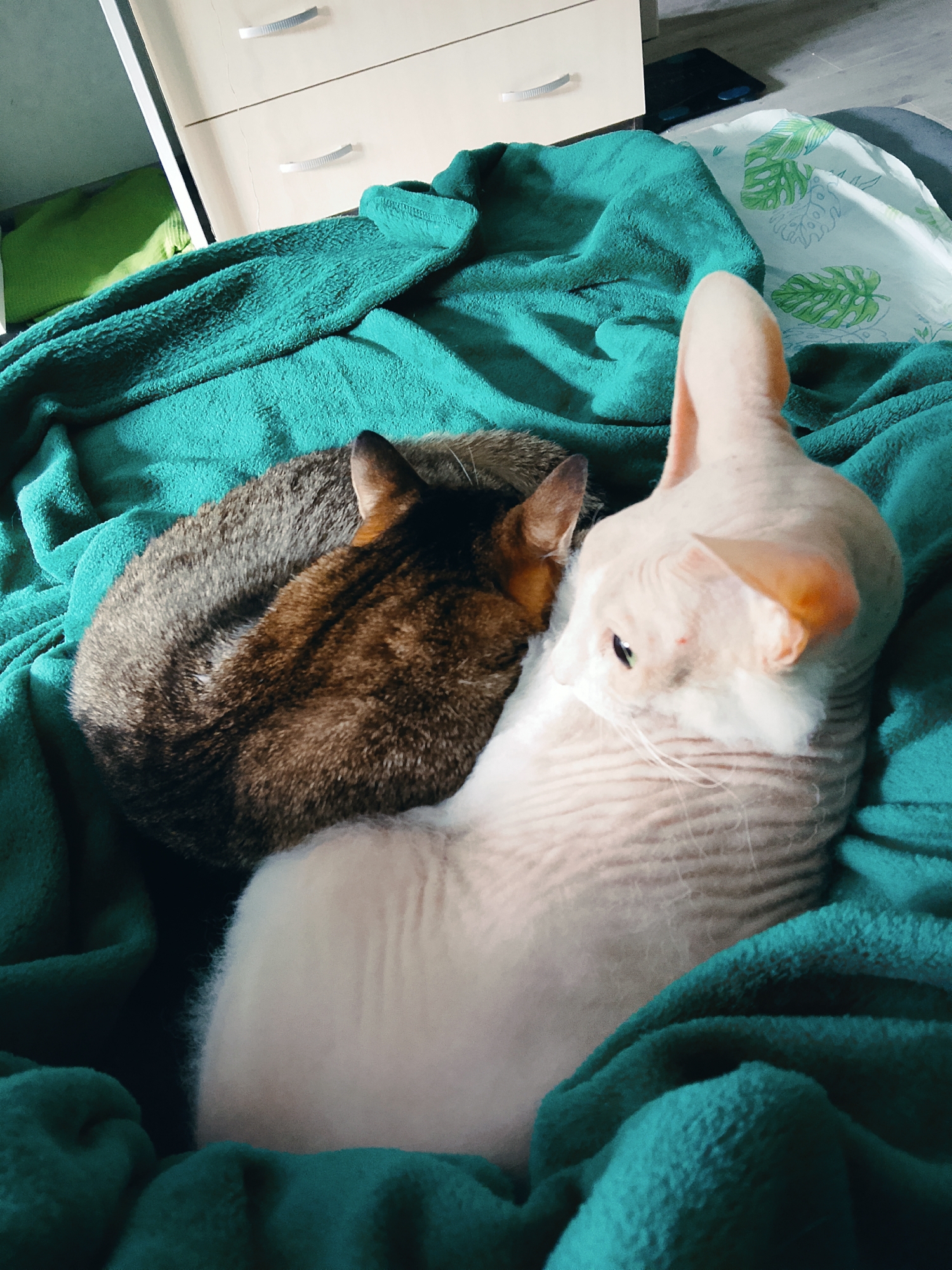 Two cats are resting on a teal blanket. One cat is a tabby and curled up into a ball. The other cat is a hairless cat with pinkish skin. The background shows a white dresser, a green pillow, and a pillowcase with a leaf print. The location is Chaikovsky, Russia.
