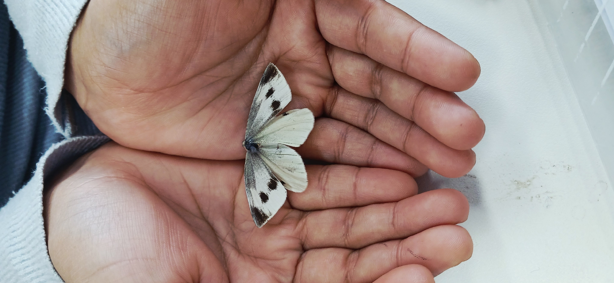 A pair of hands, palms up and cupped, holds a small white butterfly with black spots. The butterfly is resting in the center of the hands. The hands are lightly tanned. The person wearing a white sweatshirt. The background is a mottled surface, which appears to be a desk or table. The image does not contain enough information to verify the exact location in Chongqing High-tech Zone, China.