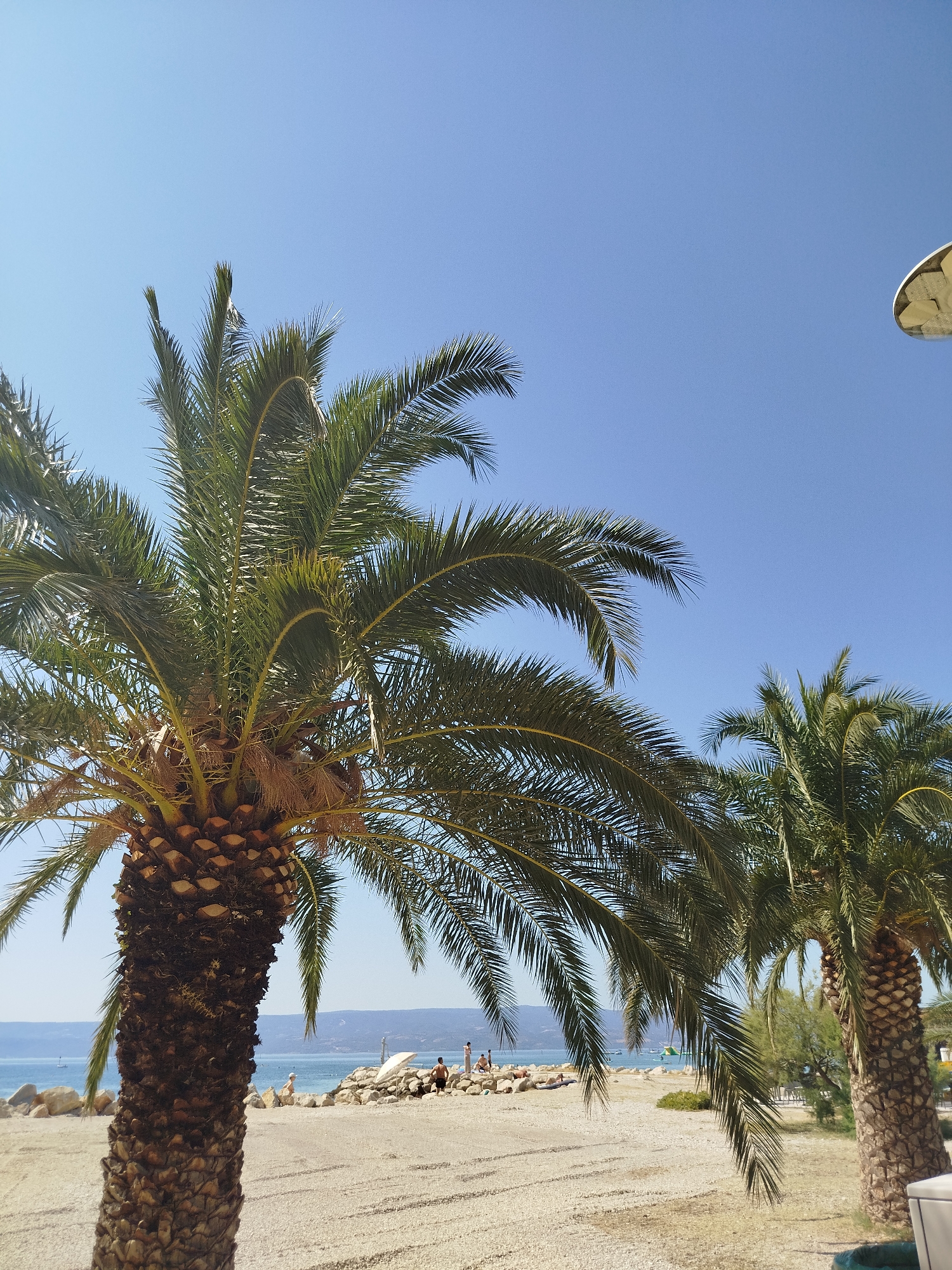 The image captures a sunny day on a beach in Omiš, Croatia, with a focus on two prominent palm trees. The foreground is dominated by the thick, textured trunk of a large palm tree on the left, with its fronds extending upwards and across the frame. To the right, another palm tree is visible, slightly smaller and further back. The ground is a mix of sand and small pebbles. In the mid-ground, a rocky shoreline meets the clear blue sea. Several people are scattered along the beach and near the water's edge, some appearing to be sunbathing or relaxing. A white umbrella is propped up on the rocks. The background shows a hazy outline of hills or mountains across the water. The sky is a clear, bright blue, suggesting a warm, cloudless day. A portion of a light-colored, circular object, possibly a light fixture or umbrella, is visible in the upper right corner of the image.