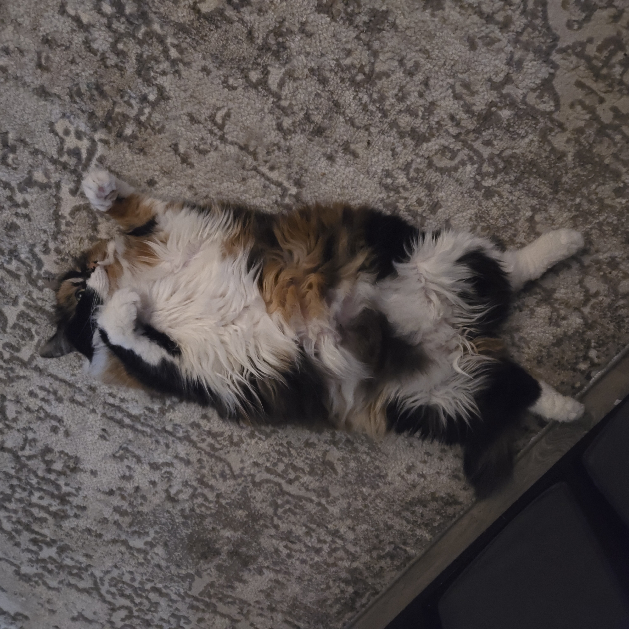 A long-haired calico cat lies on its back on a patterned rug, exposing its belly. The cat's fur is a mix of black, white, and orange. Its front paws are raised towards its face, and its hind legs are splayed out. The rug has a faded, intricate design in shades of grey and beige. The background is dark and indistinct, suggesting an indoor setting. There is no information about the location of Vladimir, Russia in this image.
