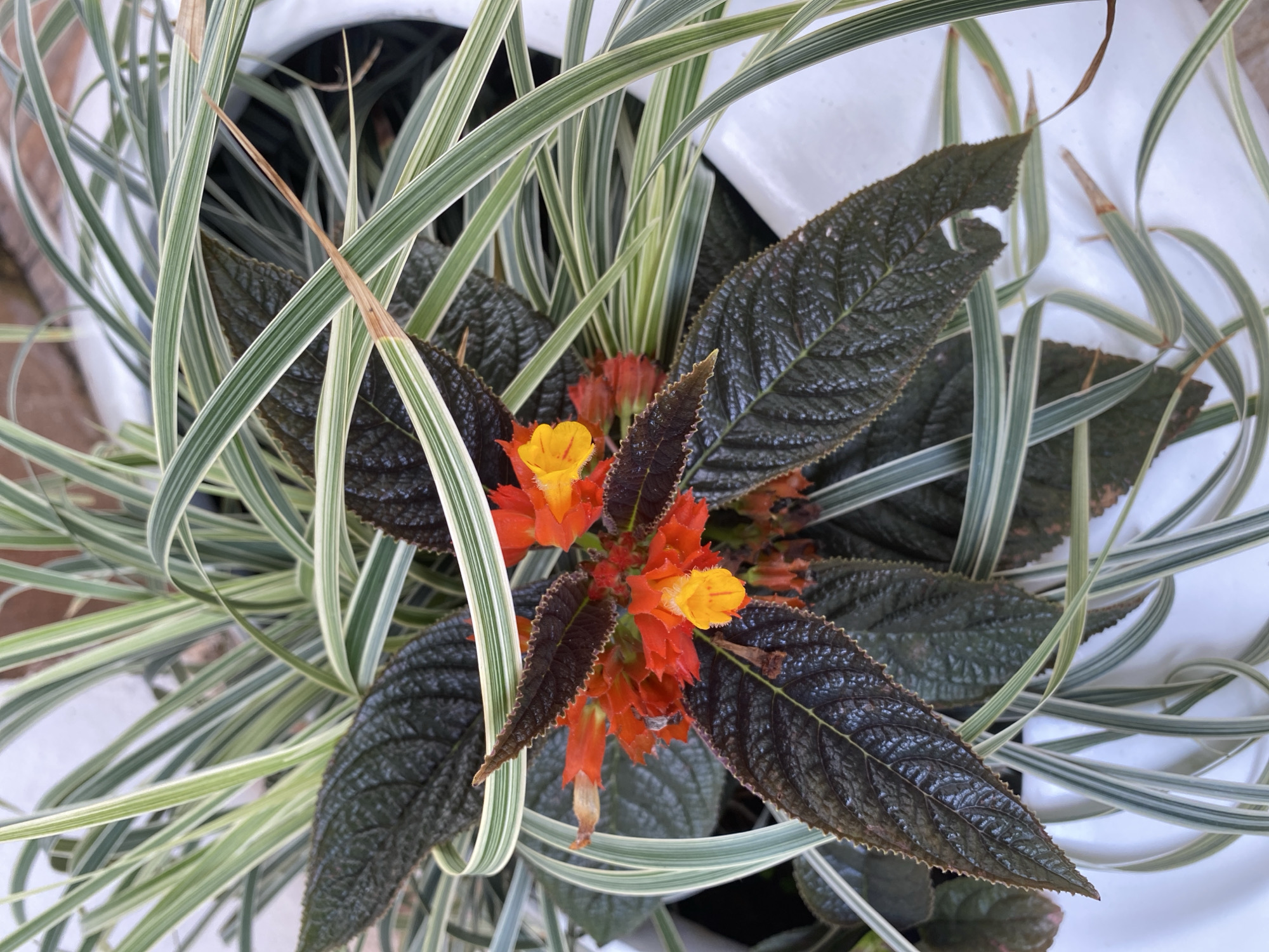 A close-up, overhead shot captures a potted plant with striking dark leaves and bright orange and yellow flowers. The plant is situated in a white pot, and thin, striped green and white foliage spills out from behind the darker leaves. The scene is well-lit, suggesting an outdoor environment, possibly a garden or patio. No people are visible.
