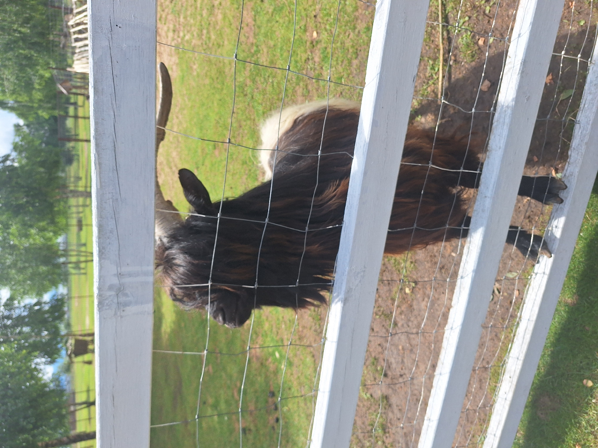 A medium shot captures a dark-haired goat with white and brown patches of fur standing behind a white wooden fence and wire mesh. The goat is facing to the right, with its head partially obscured by the fence. Its horns are visible, curving upwards and backwards. The goat's body is mostly visible, with its legs partially obscured by the fence and mesh. The background consists of a grassy field with trees and a blue sky. The scene appears to be outdoors, possibly in a rural area or a farm. The location is specified as Малахавецкі сельскі Савет, Belarus.