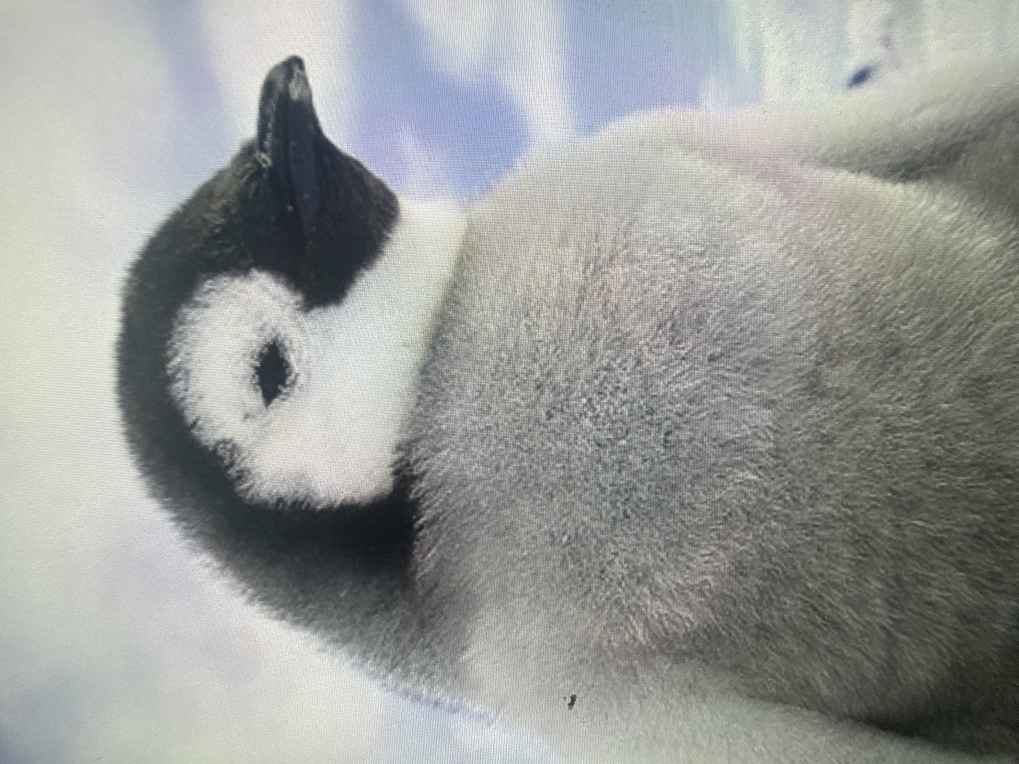 The image shows a close-up, head-and-shoulders portrait of an emperor penguin chick. The chick has fluffy gray down on its body and white markings on its face, with dark black markings around its eyes and on its head. Its beak is black and pointed. The background is out of focus, appearing as a sky with light blue and white clouds. There are no discernible elements in the image that would indicate a location in Dykivka, Ukraine.