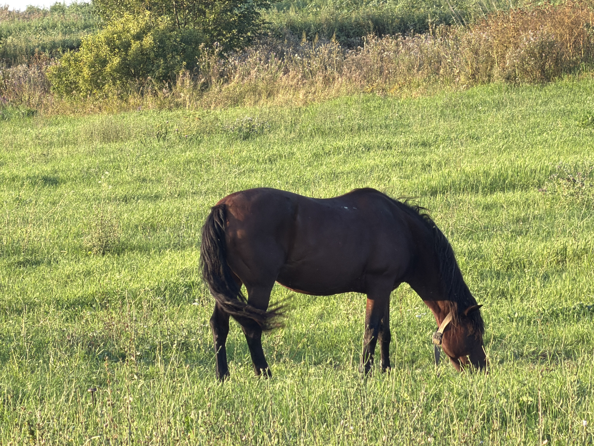 A dark brown horse grazes in a sunlit green field with tall grasses and some dry reeds in the background. The horse is facing to the right, with its head down towards the grass. The sun is casting long shadows across the field. The background shows a line of trees and bushes, with a bright sky above. The scene appears to be in a rural area, possibly a pasture or meadow.