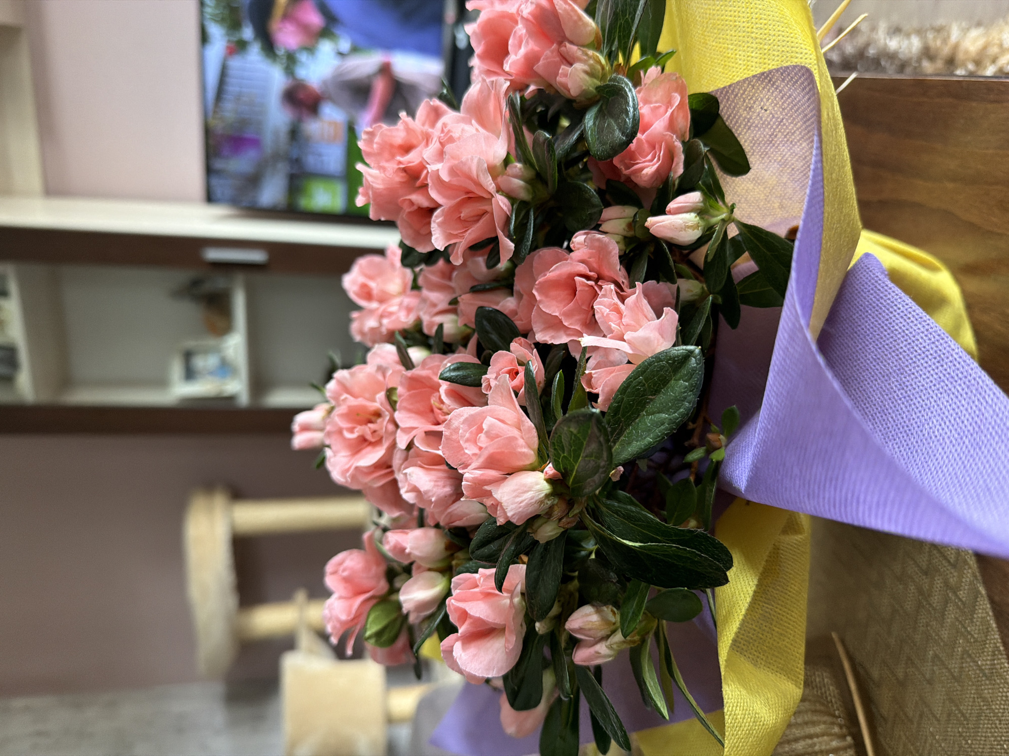 A close-up shot shows a bouquet of pink azaleas, wrapped in textured yellow and purple paper, with a backdrop of a blurred interior. The backdrop features a television screen, a light-colored cabinet, and a wooden object. The location in Rudartsi, Bulgaria, cannot be determined.