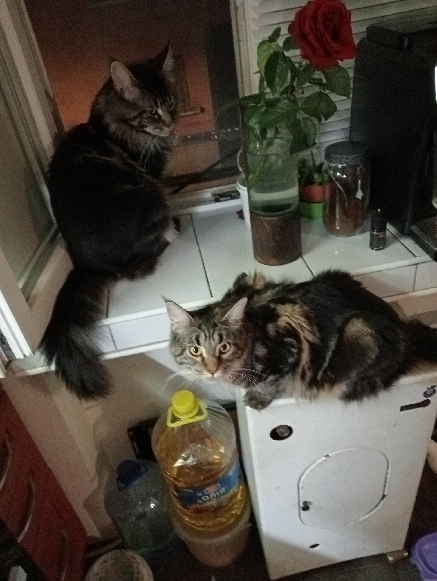 Two domestic cats, one black and grey tabby with a long bushy tail, and another grey and brown tabby, are on a kitchen counter. The black and grey tabby is perched on a windowsill, facing away from the camera. The grey and brown tabby is lying down on top of a white appliance, facing the camera. A vase with a red rose and green leaves, two glass jars, and a small black bottle are on the counter behind the cats. Two large plastic bottles, one filled with yellow liquid and the other with green liquid, are on the floor in front of the appliance. The scene appears to be indoors in a kitchen.