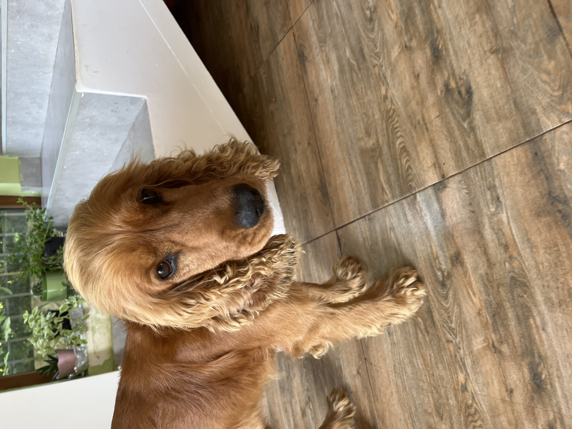 A medium shot, eye-level, indoor photograph shows a tan English Cocker Spaniel standing on a wooden-plank-patterned tiled floor. The dog is facing the camera, and its head is slightly tilted to the left. Its ears are long and floppy, framing its face, and its fur is a warm golden-brown color. Behind the dog, a white-railed staircase with light gray marble steps ascends. To the left of the stairs, a window looks out onto a lush green garden with various potted plants. The lighting is natural and appears to be coming from the window, casting soft shadows on the floor. The image is sharp and clear, capturing the texture of the dog's fur and the details of its surroundings. This scene is consistent with an interior in a residential building or a hotel lobby in Ureki, Georgia, a popular seaside resort known for its sandy beaches and natural attractions.