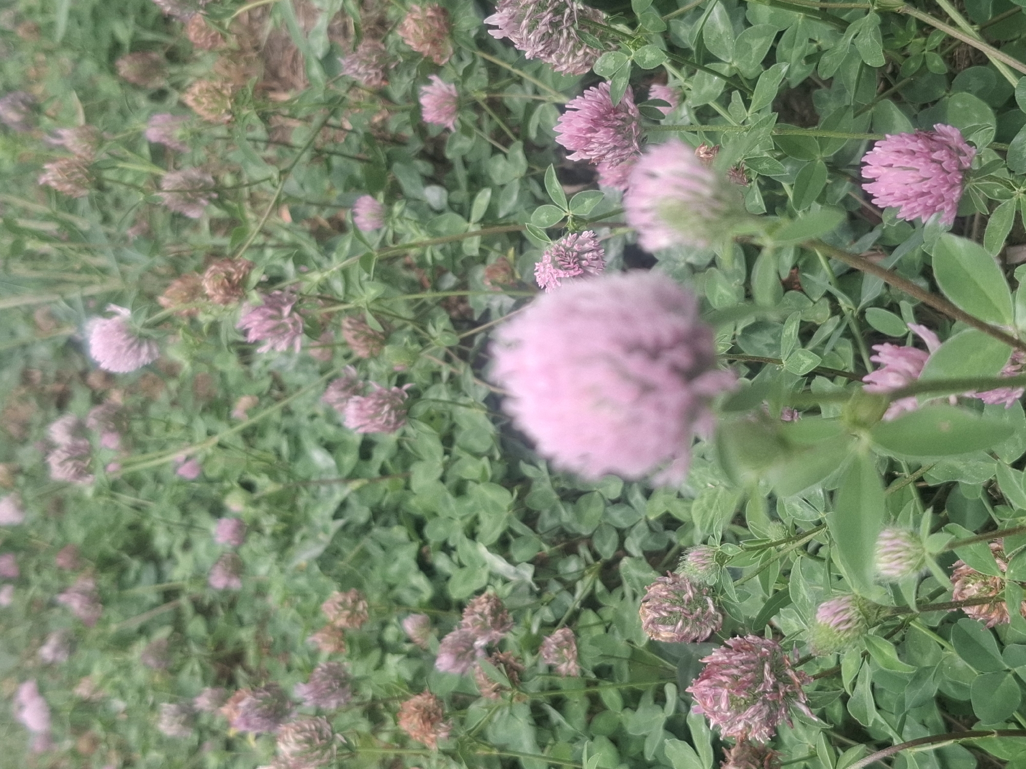 The image depicts a dense field of red clover flowers and foliage. The flowers are predominantly pink and clustered in round, dense heads. The leaves are trifoliate, a characteristic of clover. The scene is an outdoor environment, likely a meadow or park, with the foliage creating a natural, slightly overgrown ground cover. There are no discernible human subjects, man-made objects, or specific urban features visible that would indicate a precise location within Almaty, Kazakhstan. The overall impression is one of natural, verdant growth.