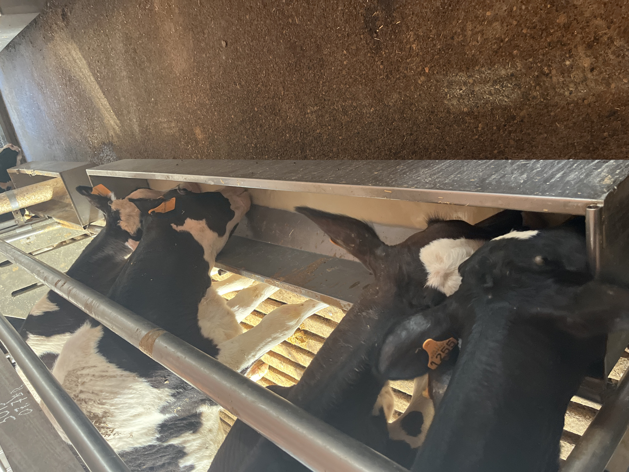 In a barn, possibly located in Lonato del Garda, Italy, several dairy cows are feeding from a trough. The cows are primarily black and white Holsteins. They are standing in stalls with slatted floors. A metal trough runs along the front of the stalls, filled with a light-colored liquid, likely milk replacer or a liquid feed supplement. Some of the cows have orange ear tags, one of which is clearly visible with the number "1255" on it. The ground outside the stalls is a mixture of dirt and small debris. The lighting suggests an indoor environment, possibly illuminated by natural light or artificial barn lighting.
