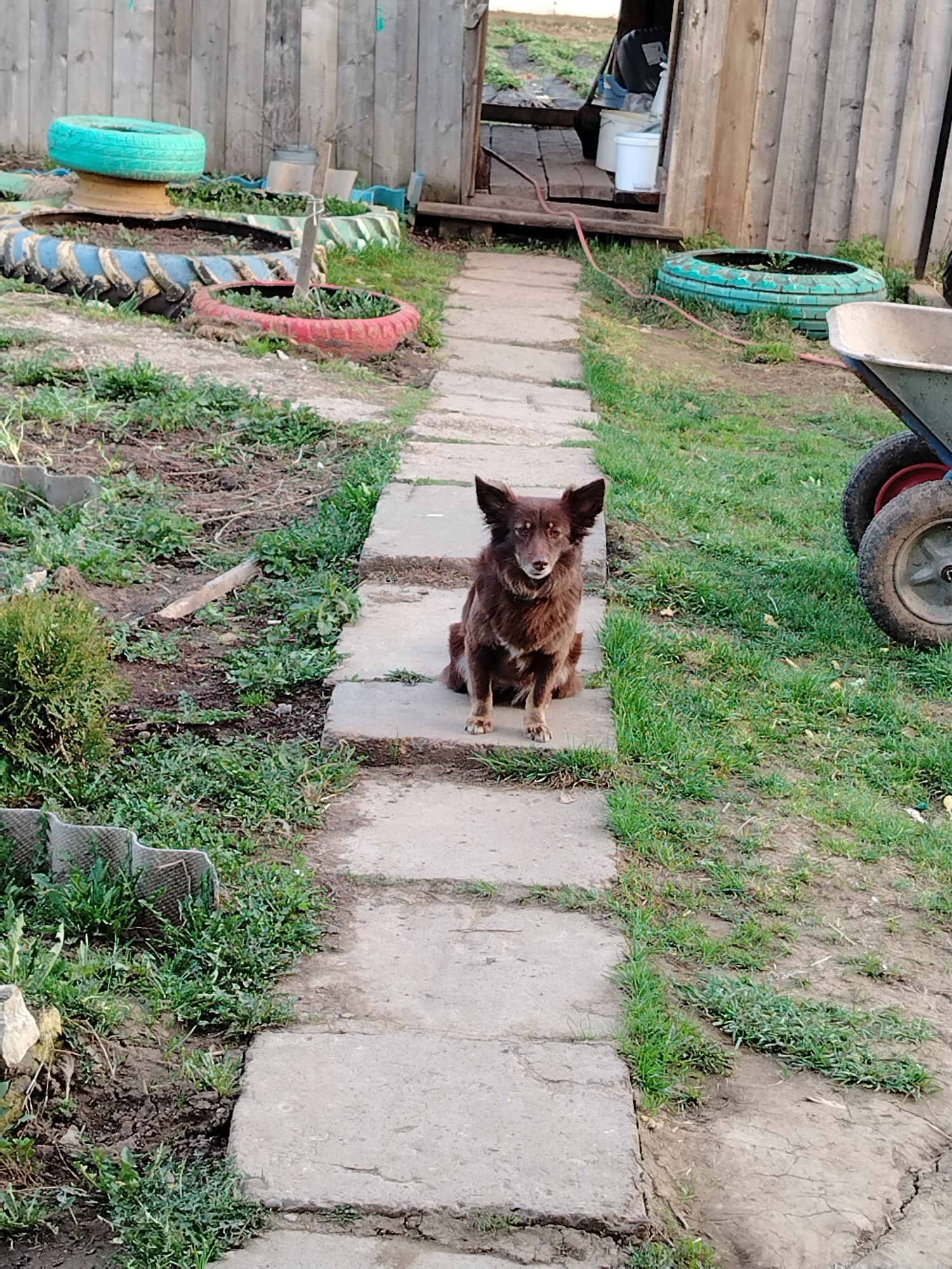The image depicts a medium-sized brown dog sitting on a concrete slab pathway leading towards a wooden shed. The location appears to be a yard or garden. Along the pathway, there are patches of grass and weeds growing between the slabs. Painted tires, possibly used as planters, are scattered around the yard. A wheelbarrow is visible on the right side of the image. The setting is in the city of Гожан, Russia.