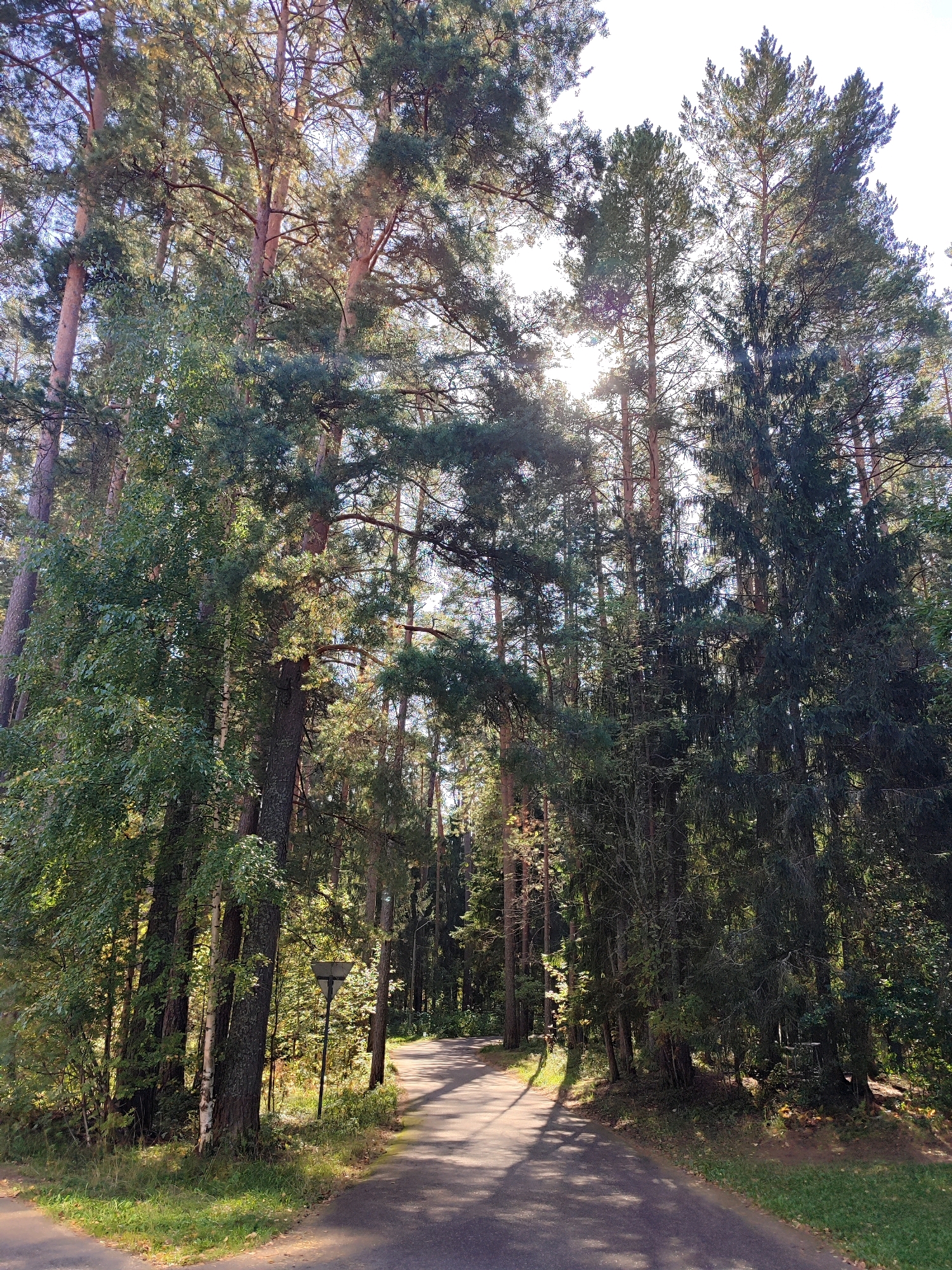 The image shows a paved path winding through a dense forest. Tall pine trees dominate the scene, with sunlight filtering through their needles, creating dappled patterns on the path. The path is dark asphalt and appears to be well-maintained, with a grassy verge on either side. There is a single lamppost on the left side of the path, near the edge of the trees. The trees are a mix of coniferous and deciduous species, with lush green foliage. The ground is covered with fallen leaves and pine needles. The sky is bright and clear, with the sun shining through the trees. The overall impression is one of peace and tranquility, with a sense of being deep within nature. The scene is outdoors and appears to be in a natural park or forest setting. There are no people visible in the image. The location is identified as Unknown, Unknown.