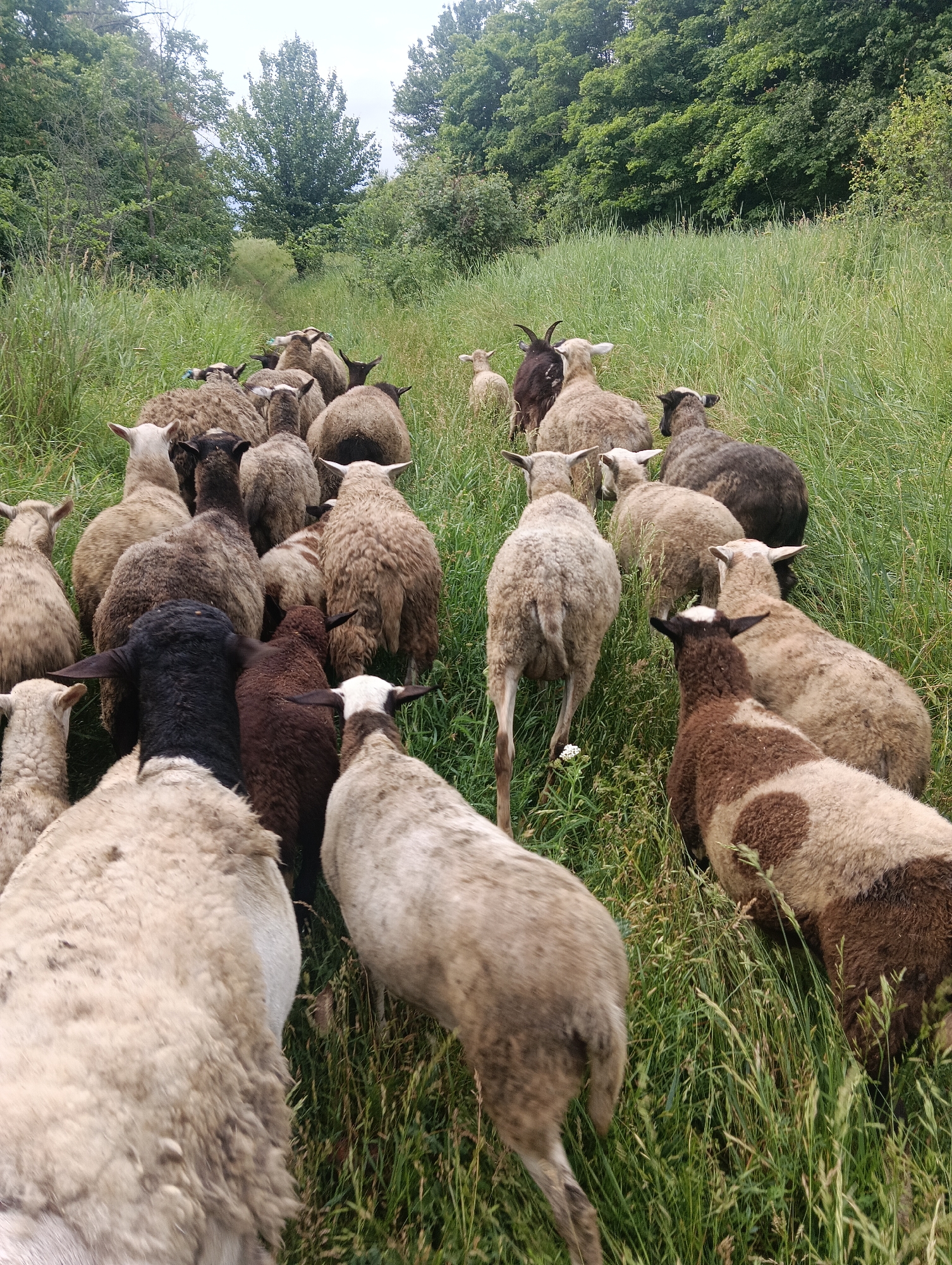 A flock of sheep, varying in color from white to brown to black, are walking single file through a grassy field. The sheep are the primary subjects of the image, with their backs and rears facing the viewer as they move away. The field is characterized by tall, green grass and is bordered by a dense line of trees, suggesting a rural or natural setting. The sky is overcast, casting a soft light over the scene. There are no people or urban elements present in the image.