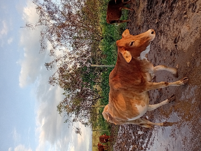 The image depicts an outdoor, rural scene in Naro Moru, Kenya. The foreground and mid-ground consist of a heavily muddy dirt path or field, with numerous puddles reflecting the sky.
A light brown cow with white markings on its underside is positioned in the lower-center of the frame, walking from left to right. Its head is turned slightly towards the viewer's right, and its hooves are visibly covered in mud. The cow appears lean.
In the background to the left, two additional brown cows are partially visible, standing in the mud behind what appears to be a wire fence with wooden posts. To the far right in the background, another dark brown cow is partially visible, also standing in the muddy terrain.
Behind the fence, a dense line of trees and foliage forms a natural barrier, with taller, sparse trees extending upwards. The sky above is partly cloudy, with a mix of light blue and grey clouds. The lighting suggests natural daylight, possibly late afternoon or early morning, casting a warm glow on the visible cow. No human subjects are present.