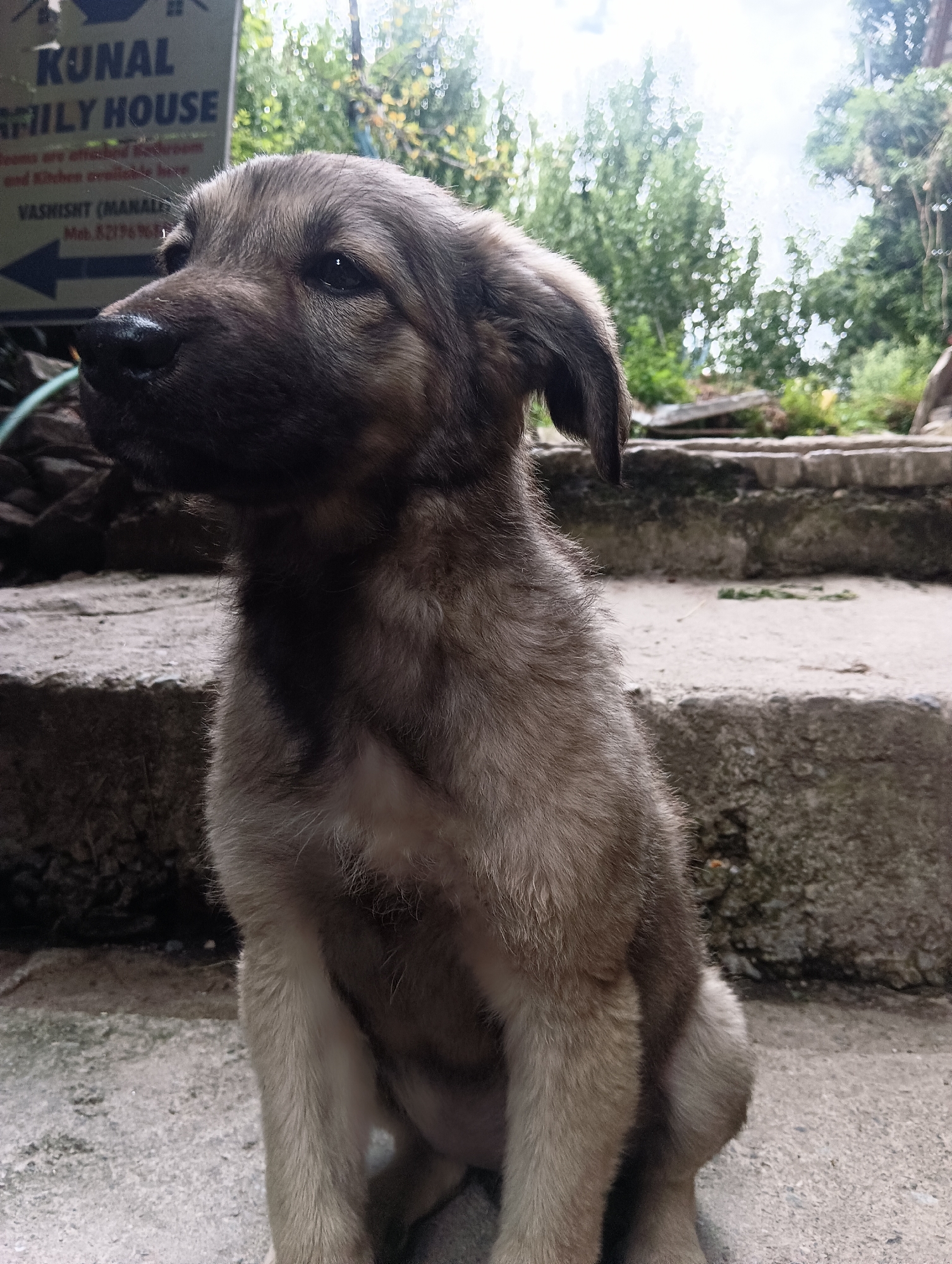 A close-up, medium shot captures a fluffy, brown puppy sitting on stone steps outdoors. The puppy is facing left, with its head turned slightly toward the camera, revealing its dark eyes and wet nose. Its fur is a mix of light and dark brown, with some lighter patches on its chest and paws. The background consists of blurred green trees and a cloudy sky, suggesting an overcast day. To the left of the puppy, a sign is partially visible. Text on the sign includes "KUNAL", "EMILY HOUSE", "and Kitchen available here", "VASHISHT (MANALI)", and "Mob. 82176%". The scene appears to be in a natural, possibly rural setting.
