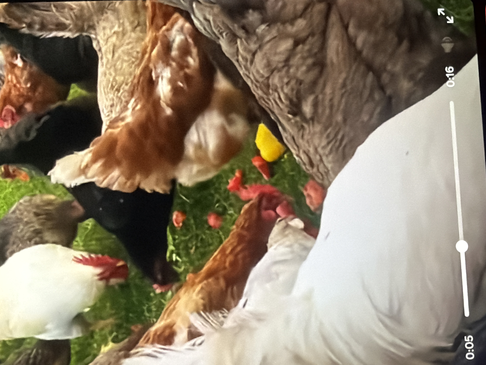 This image captures a close-up view of several chickens pecking at food on a grassy surface. In the foreground, a large white chicken is partially visible, with its head down as it eats. To its right, a brown and white speckled chicken is also feeding, its head obscured. Behind them, a black chicken is visible, as is a reddish-brown chicken. Scattered on the grass are pieces of red and yellow food, which the chickens are consuming. The environment appears to be outdoors, with a focus on the chickens and their activity. There are no people or elements indicating a specific city or location like Bukuru, Nigeria.
