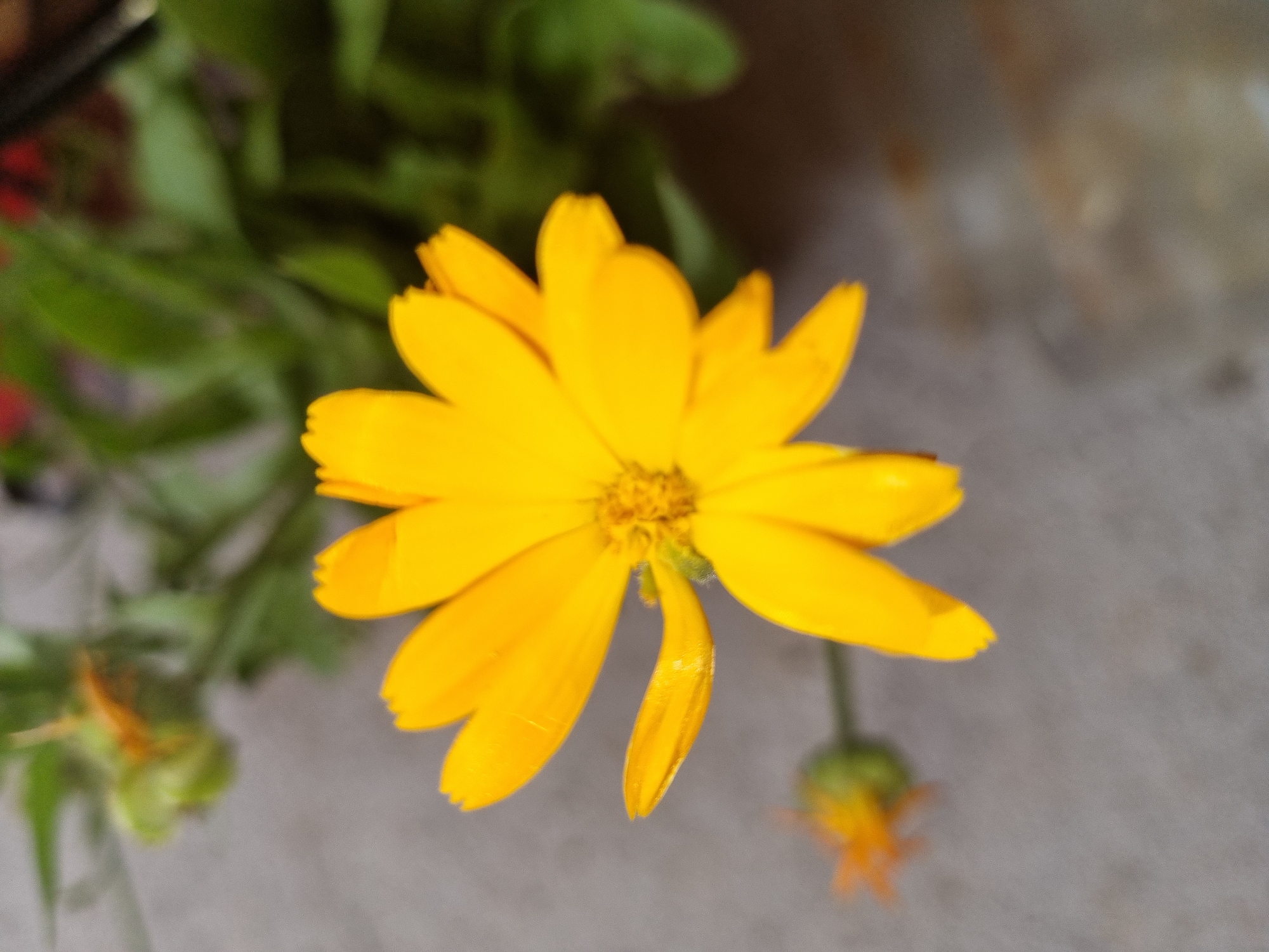 A close-up shot captures a vibrant yellow flower in bloom, its petals radiating outward from a central disc. The flower is the primary subject, sharply in focus, with a slightly blurred background of green foliage. To the left of the main flower, another unopened bud is visible, also out of focus. The surface beneath the flowers appears to be a rough, greyish material, possibly concrete or pavement. The scene is outdoors, with natural light illuminating the flower. The context of Dabravka, Bulgaria, suggests a natural or semi-natural setting, perhaps a garden or a public space within the town. There are no people or animals present in the image.