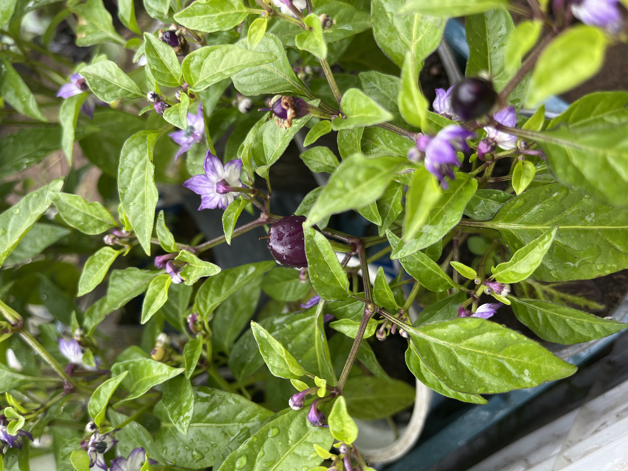 A vibrant chili pepper plant is captured in a close-up, top-down view. The plant is lush with numerous bright green leaves, many of which bear small water droplets, suggesting recent watering or rainfall. Scattered among the foliage are several delicate purple flowers, each featuring a distinct white center, indicating the plant is in bloom. Small, round, dark purple peppers are developing, with one prominent fruit visible near the center of the frame and another smaller one forming from a spent flower. The plant's stems are a noticeable reddish-purple. The background is softly blurred but hints at an outdoor setting, possibly a garden or a potted plant, with glimpses of a white container edge and a blue object. The natural lighting suggests it is daytime. The scene conveys a sense of active growth and vitality in what could be a garden setting in Ольховка, Russia. There is no visible text in the image.
