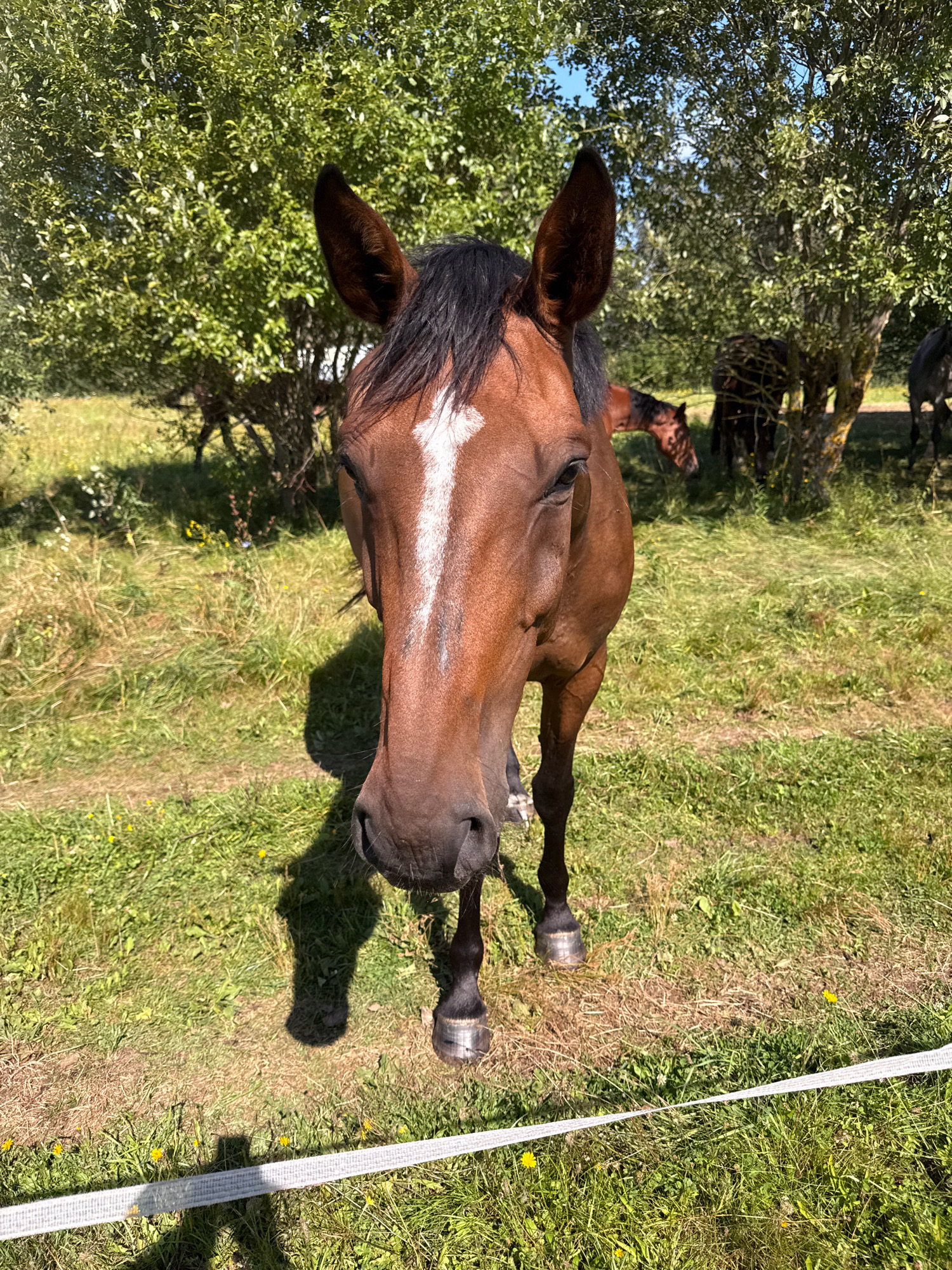 A brown horse with a white blaze on its face stands in a grassy field in Galinė, Lithuania. The horse is facing the camera, with its ears perked up and its eyes looking forward. Behind the horse, several other horses are visible, as well as trees and bushes. The sky is blue and clear, indicating a sunny day. A white electric fence runs across the foreground of the image. The scene appears to be a rural setting, possibly a farm or a stable.