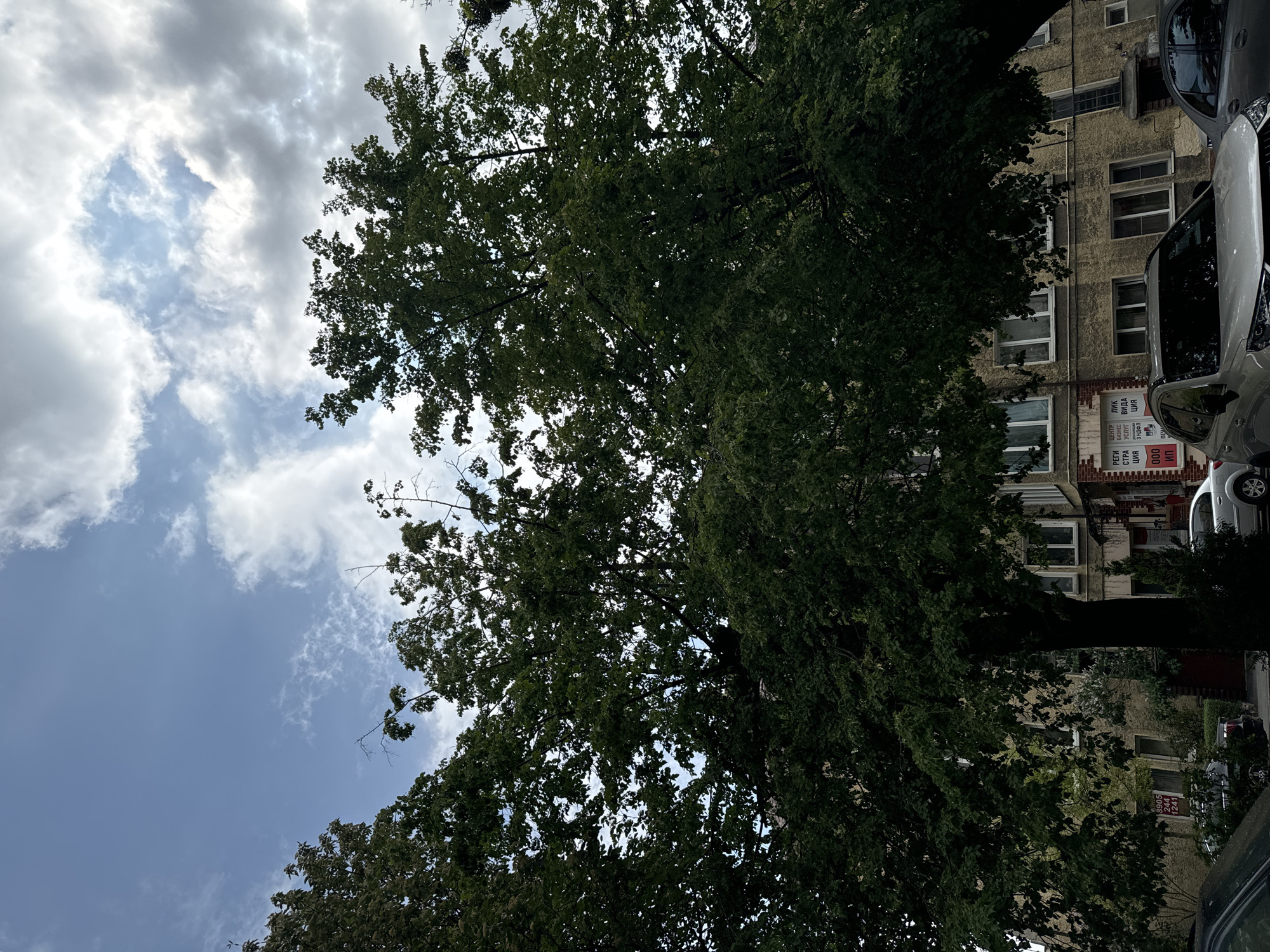 A view looking upwards shows the sky and a tree, with an apartment building on the right. The sky is partially covered with clouds. The tree's leaves are dense and green. The building has multiple windows, and a car is parked in front of it. The location appears to be in a city, as evidenced by the presence of the building and car.