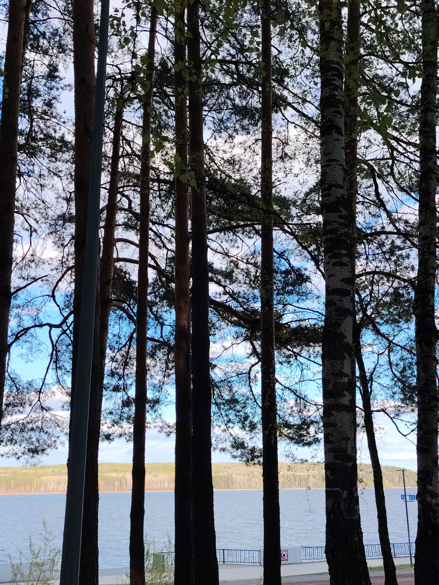 The photograph captures a view of the Votkinsk Reservoir through a dense cluster of trees, predominantly pine with interspersed birch, from a location along the embankment in the city of Chaikovsky, Russia. The water surface reflects the cloudy blue sky. A thin strip of land with light green forest lines the horizon. The photo appears to have been taken from a low angle, looking up through the trees. A portion of a metal railing and sidewalk is visible in the lower part of the image. A street sign is visible on the far right of the image.