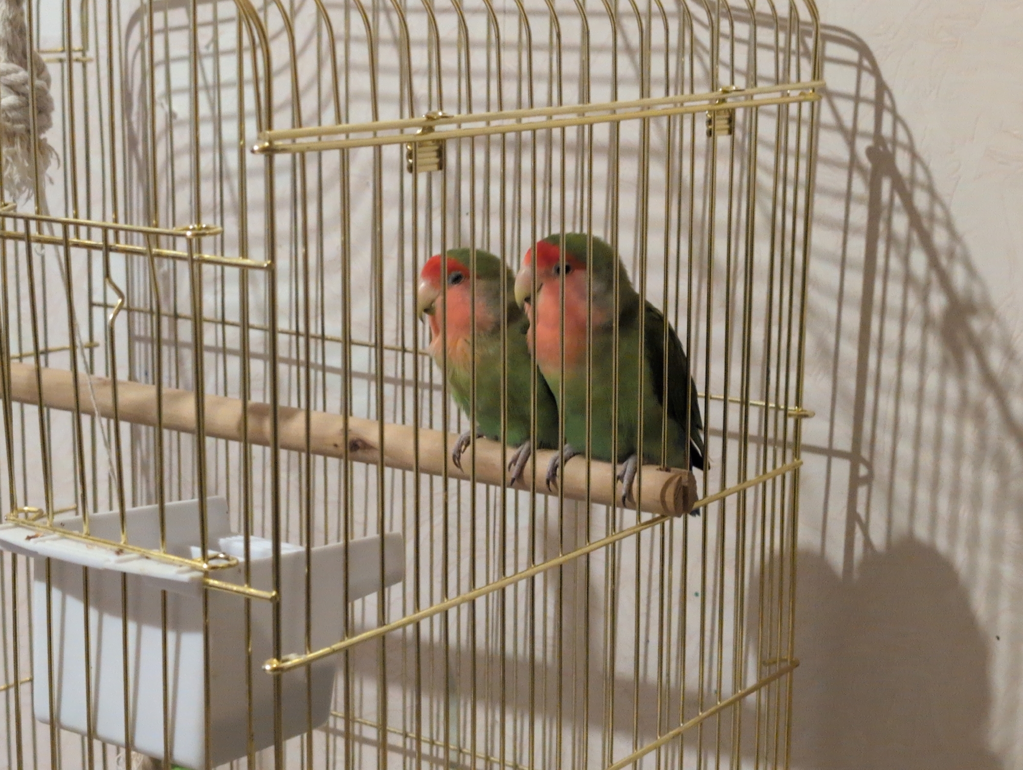 Two lovebirds are perched side-by-side on a wooden dowel inside a gold-colored birdcage. The bird on the left has vibrant green feathers on its back and wings, with a pinkish-orange face and a lighter pink beak. The bird on the right shares similar green plumage and a pinkish-orange face, with its beak slightly obscured. Their feet are visible gripping the perch. The cage is made of thin vertical gold bars with a horizontal gold bar running across the middle. To the left of the birds, a white plastic food or water dispenser is attached to the cage. The background consists of a textured, light-colored wall, casting a distinct shadow of the birdcage and its occupants. The image does not provide any information about the location in Senaki, Georgia.