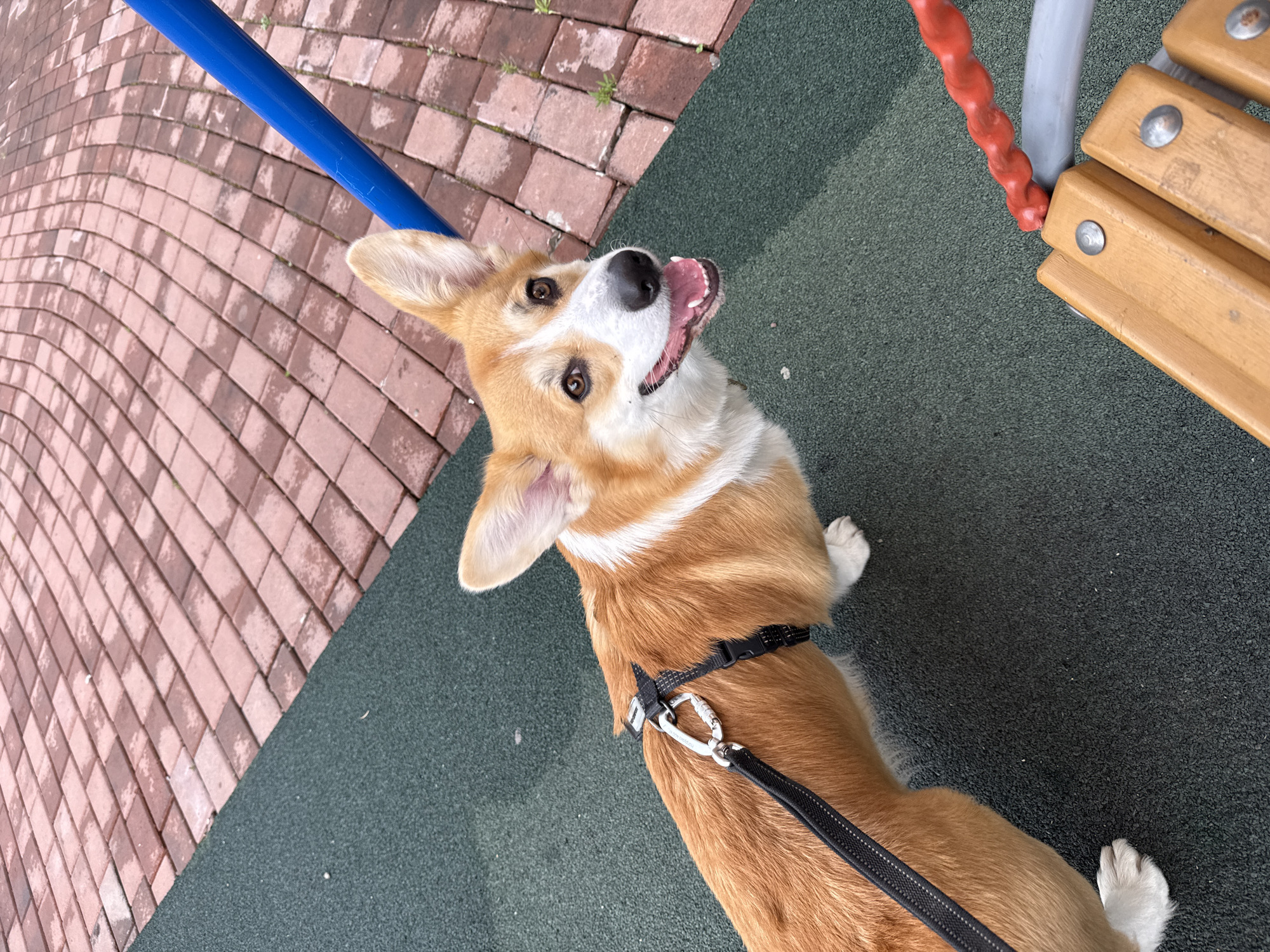 A corgi wearing a black harness and leash stands on a green, rubberized surface in an outdoor playground. The dog is looking upward and has its mouth open. The playground surface is bordered by interlocking brick pavers. Sections of playground equipment, including a blue metal bar and wooden park bench, are partially visible in the background. The location is Krasnoyarsk, Russia.