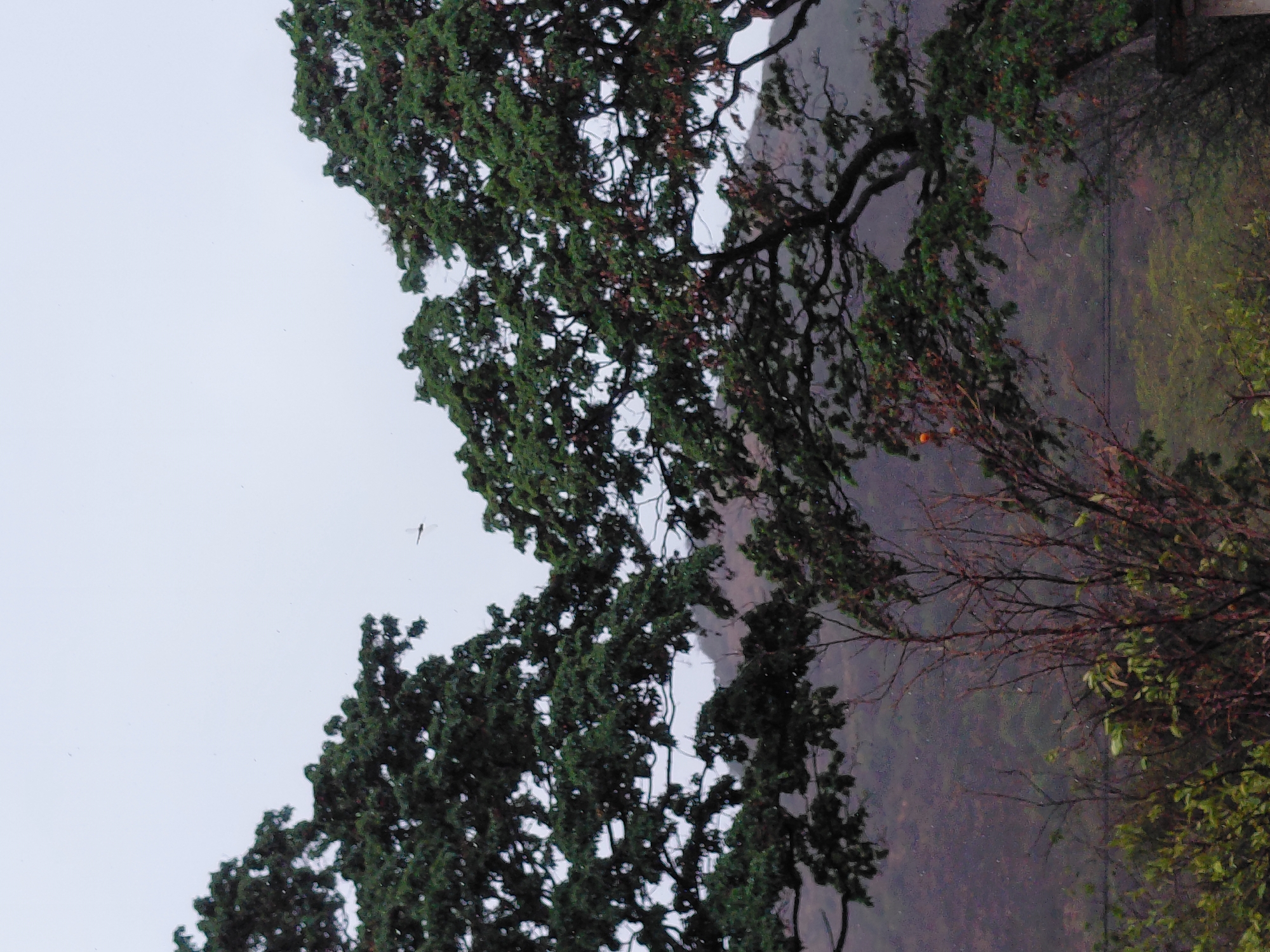This image depicts a lush, natural landscape in Santa Ana, Venezuela, under an overcast sky, suggesting a cloudy or rainy day. Dense green foliage from several trees fills the foreground, with intricate branches and varied leaf textures. The sky, a uniform light gray, occupies the upper left portion of the frame.
A notable detail is a dragonfly or a similar large insect captured in flight against the light sky, positioned towards the upper left. Throughout the image, particularly against the sky and among the darker foliage, numerous tiny white specks are visible, indicating light rain or mist in the air.
Towards the middle-right, amidst the trees, a section of branches with fewer leaves holds several small, round, orange fruits, possibly oranges or tangerines. The background reveals a hazy or misty mountainous or hilly terrain, suggesting distance and adding to the atmospheric depth of the scene. The overall impression is one of a damp, serene natural environment. No text is visible in the image.