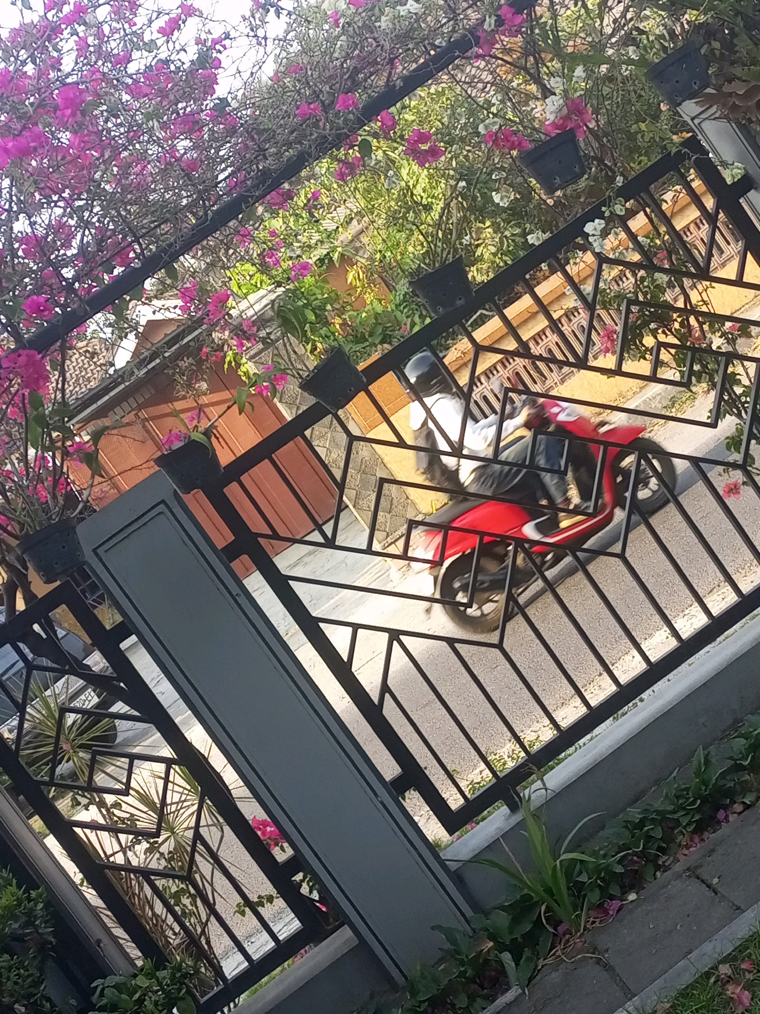 The image depicts a street scene in Ngasem, Indonesia, featuring a red scooter with a person wearing a helmet and a dark jacket riding it. The scooter is positioned on a paved street behind a decorative black metal fence with a geometric pattern. Lush pink bougainvillea plants are visible in the foreground, with some plants in black pots. In the background, there are buildings with tiled roofs and orange-colored walls. The lighting suggests it is daytime, with sunlight casting shadows.